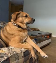 Piper, a Adoptable Labrador Retriever in Candler, NC image 2/3