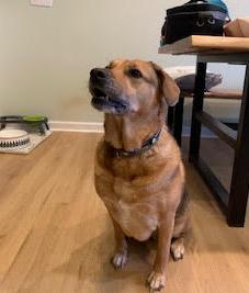 Piper, a Adoptable Labrador Retriever in Candler, NC image 3/3