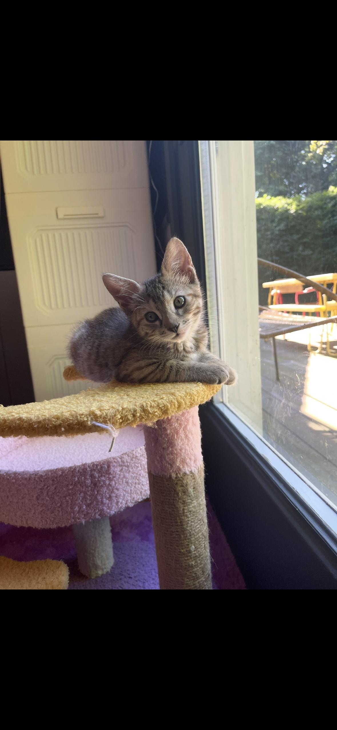 Enlarge Nina, a Adopted Domestic Short Hair in Stamford, CT image 2/2