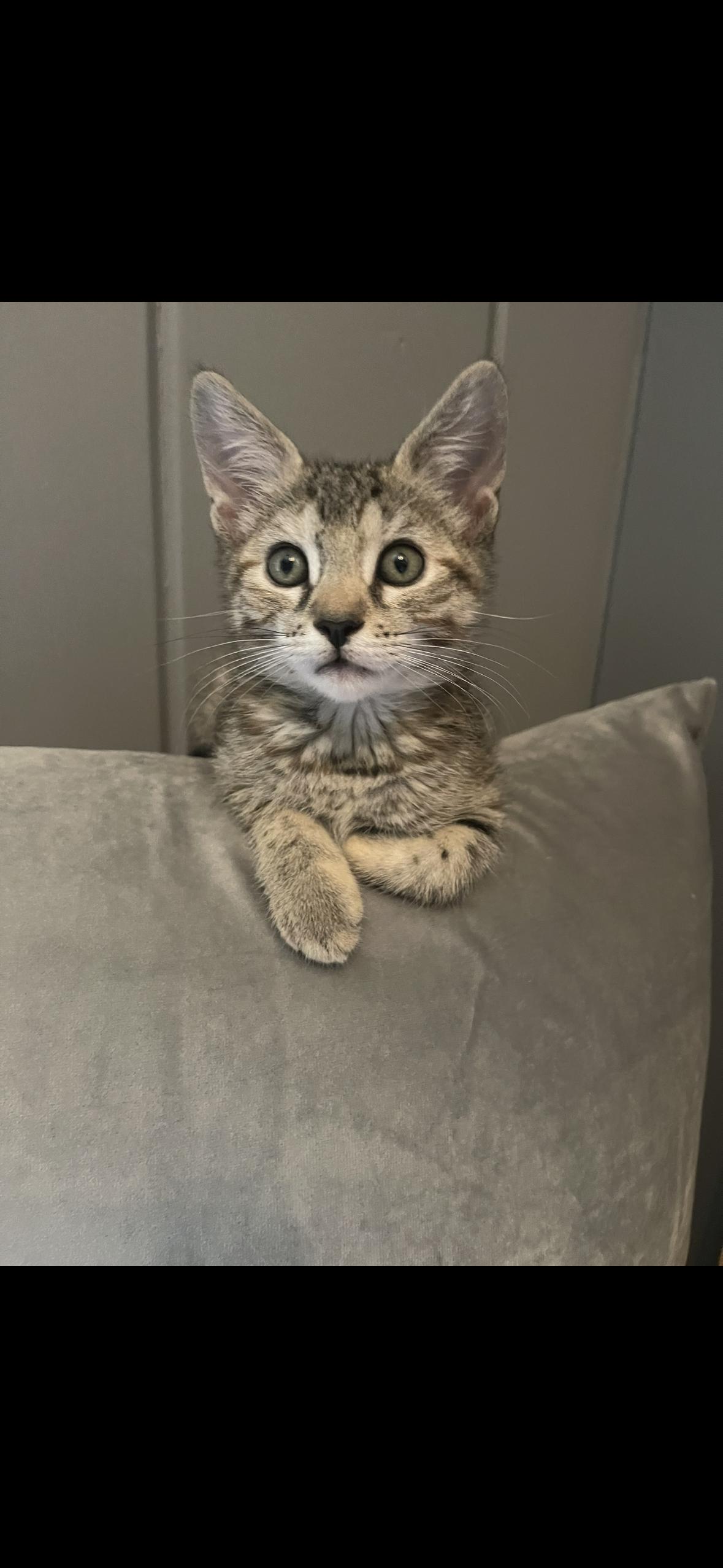 Enlarge Nina, a Adopted Domestic Short Hair in Stamford, CT image 1/2