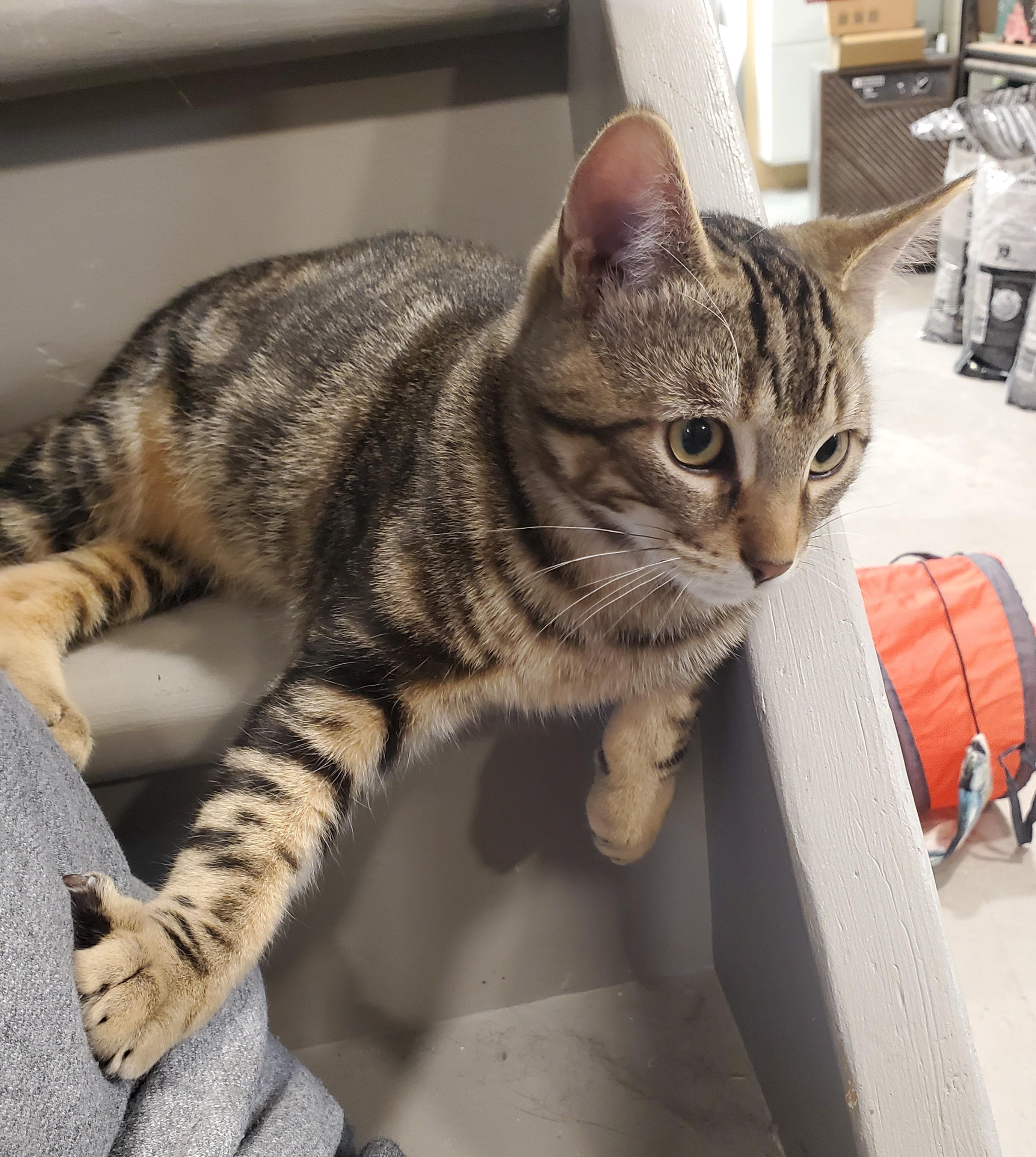 Tawny *MUST BE ADOPTED AS A BUDDY*