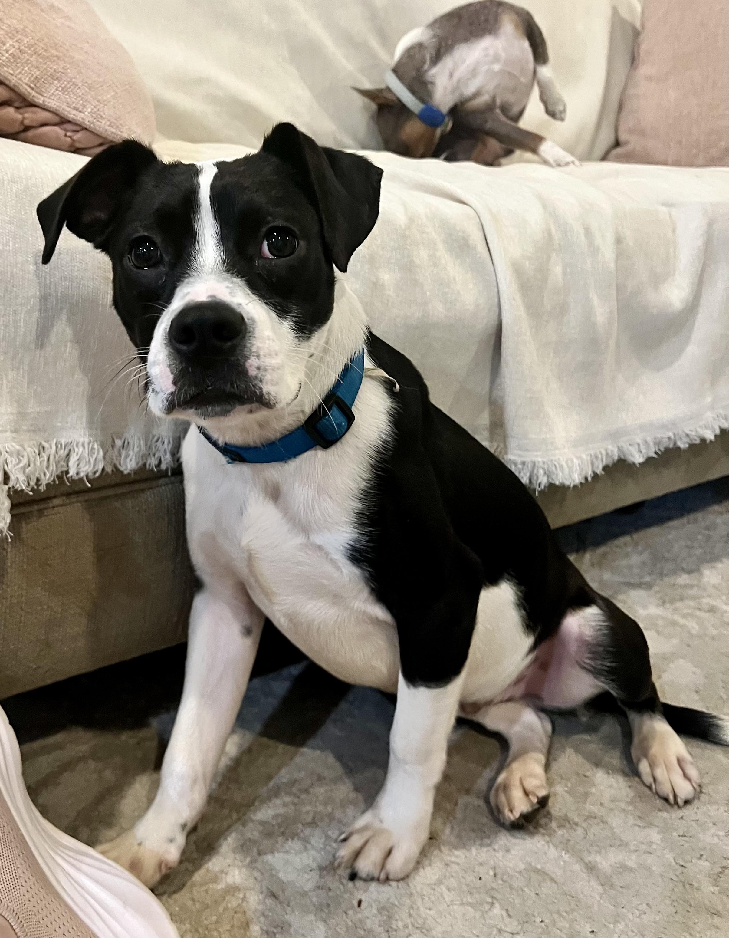 Enlarge Oreo, a Adoptable mixed breed in Brattleboro , VT image 3/6