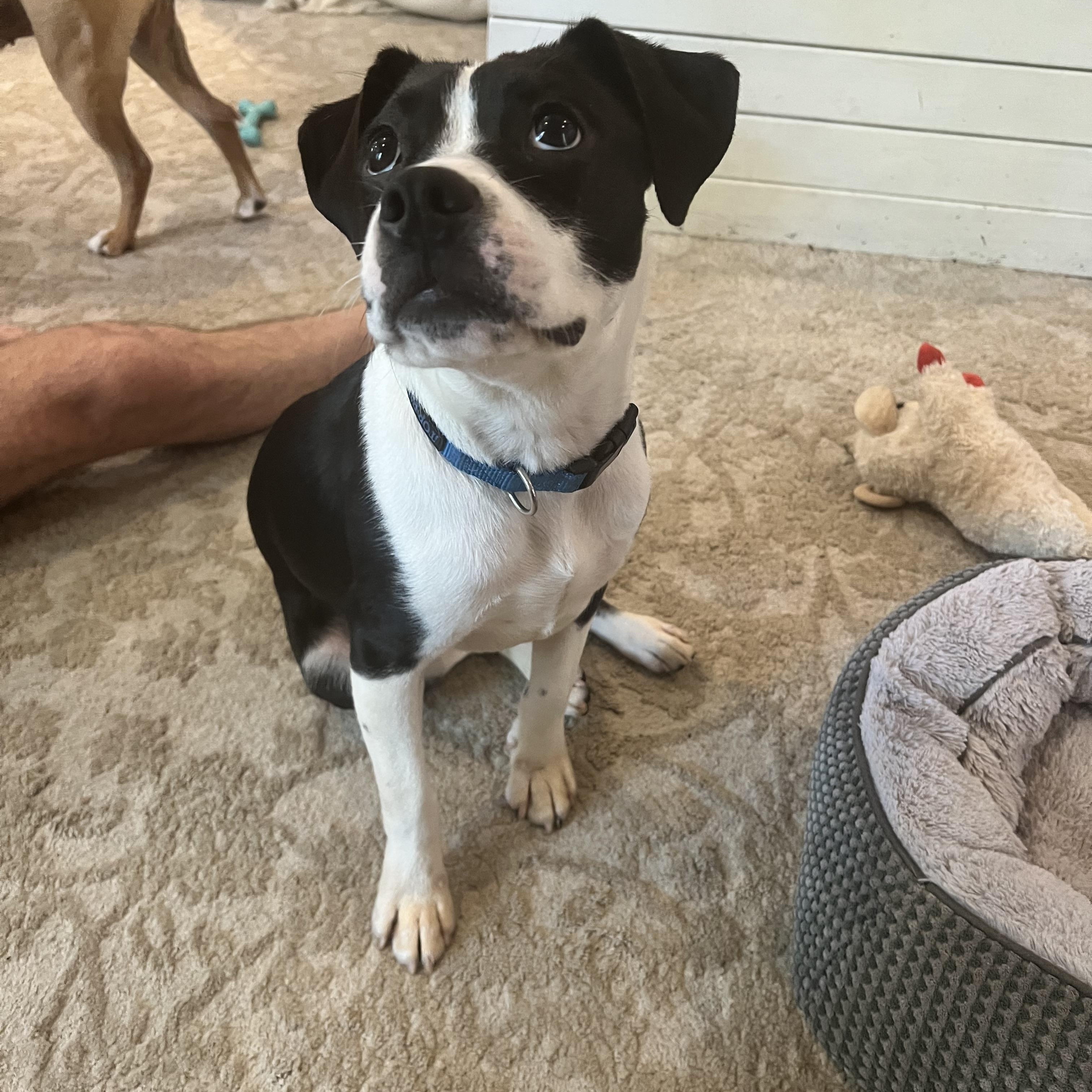 Enlarge Oreo, a Adoptable mixed breed in Brattleboro , VT image 6/6