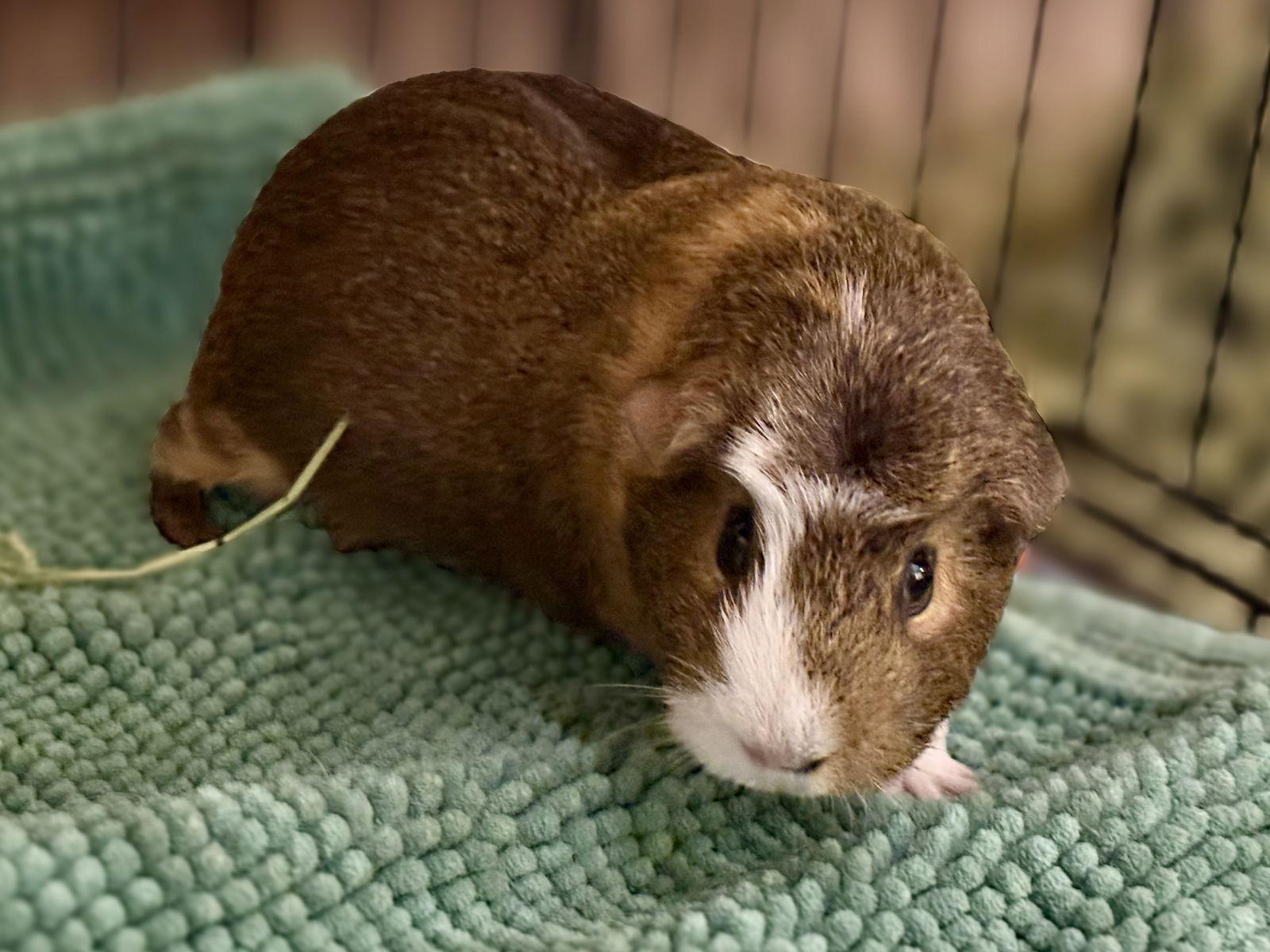 Enlarge Ginger  *Bonded to Coconut*, a Adopted Guinea Pig in Marshfield, WI image 1/1
