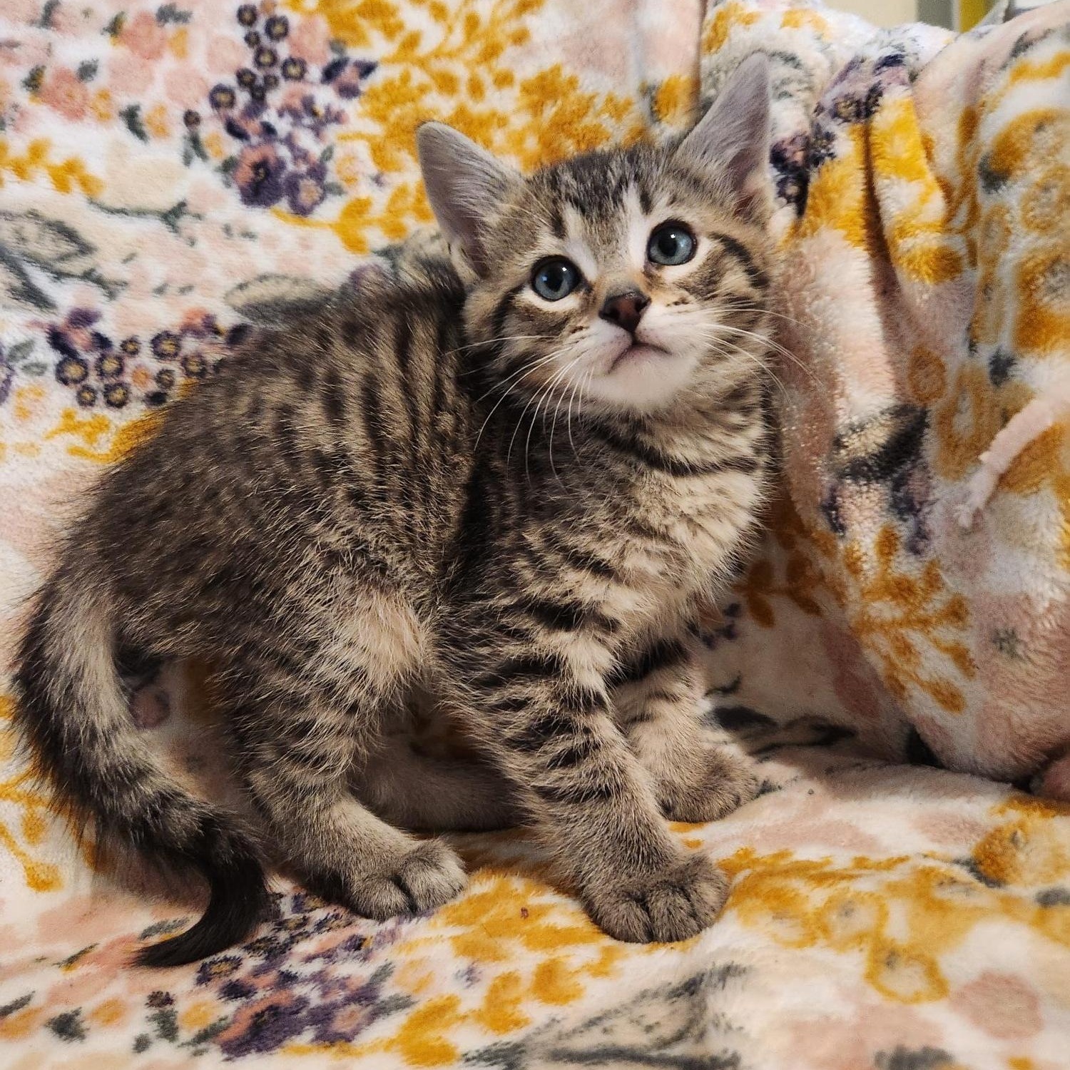 Enlarge Benedict, an adopted Domestic Short Hair in Racine, WI image 5/6