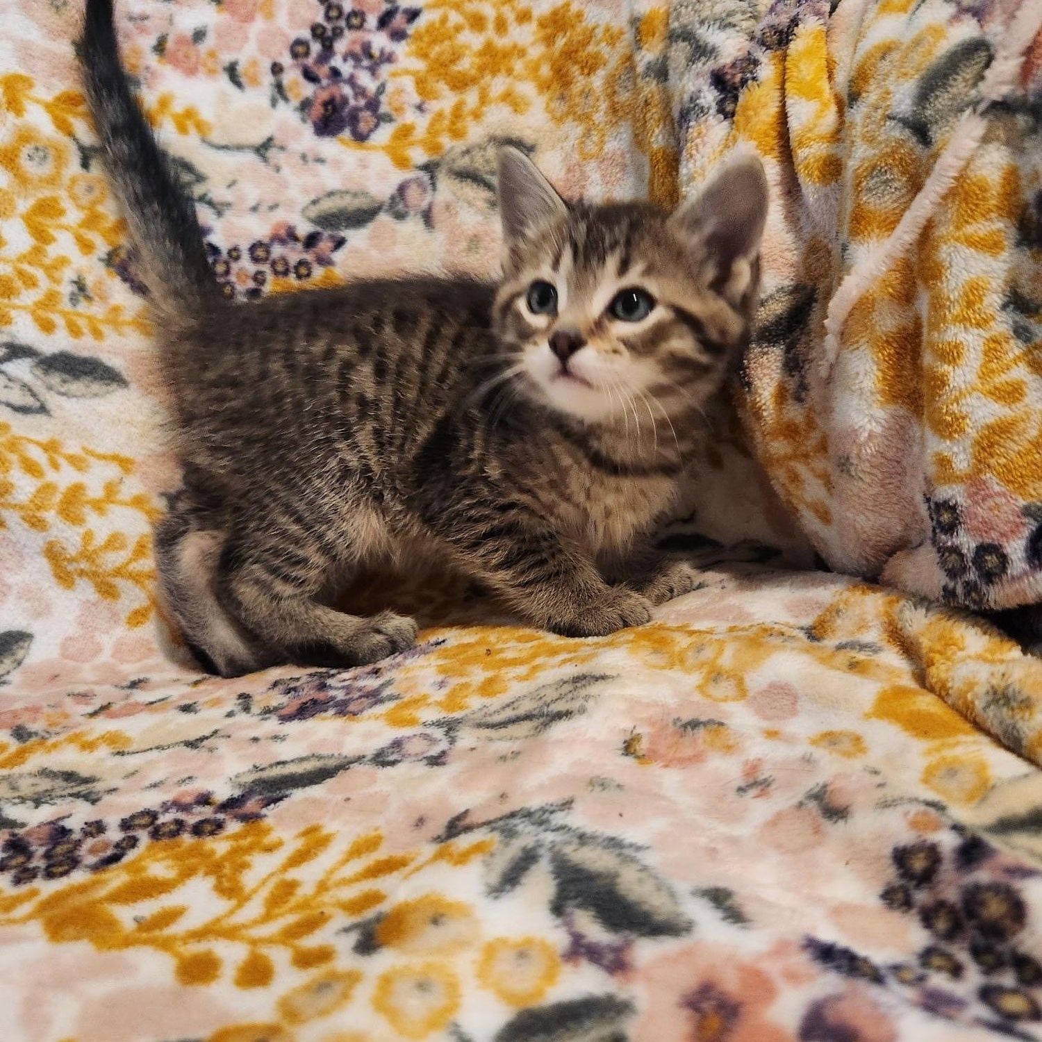 Enlarge Benedict, an adopted Domestic Short Hair in Racine, WI image 1/6