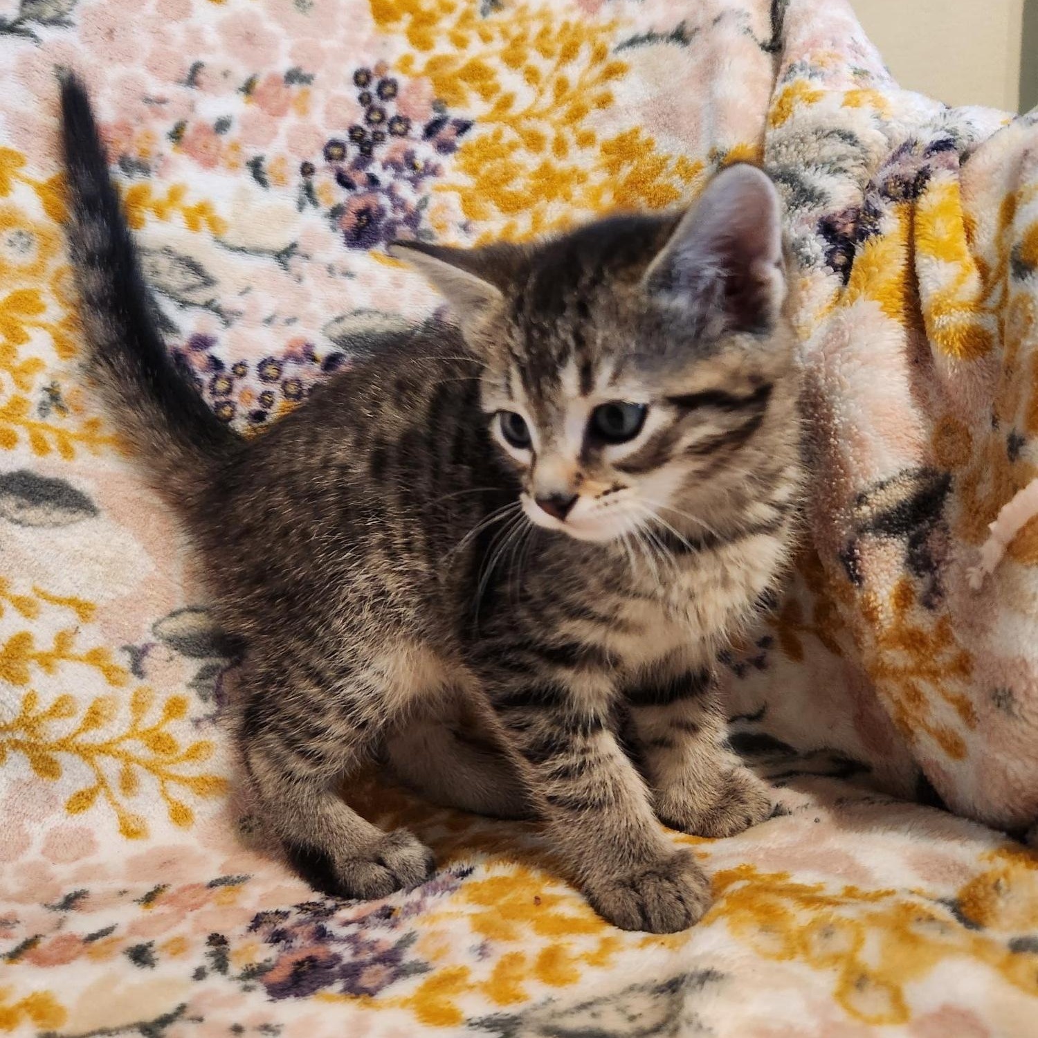 Enlarge Benedict, an adopted Domestic Short Hair in Racine, WI image 3/6