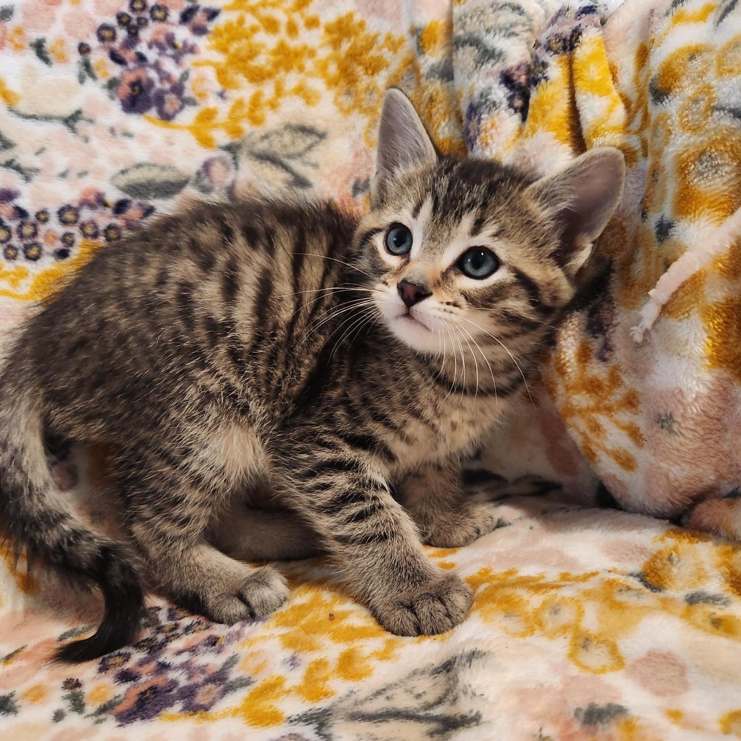 Enlarge Benedict, an adopted Domestic Short Hair in Racine, WI image 6/6