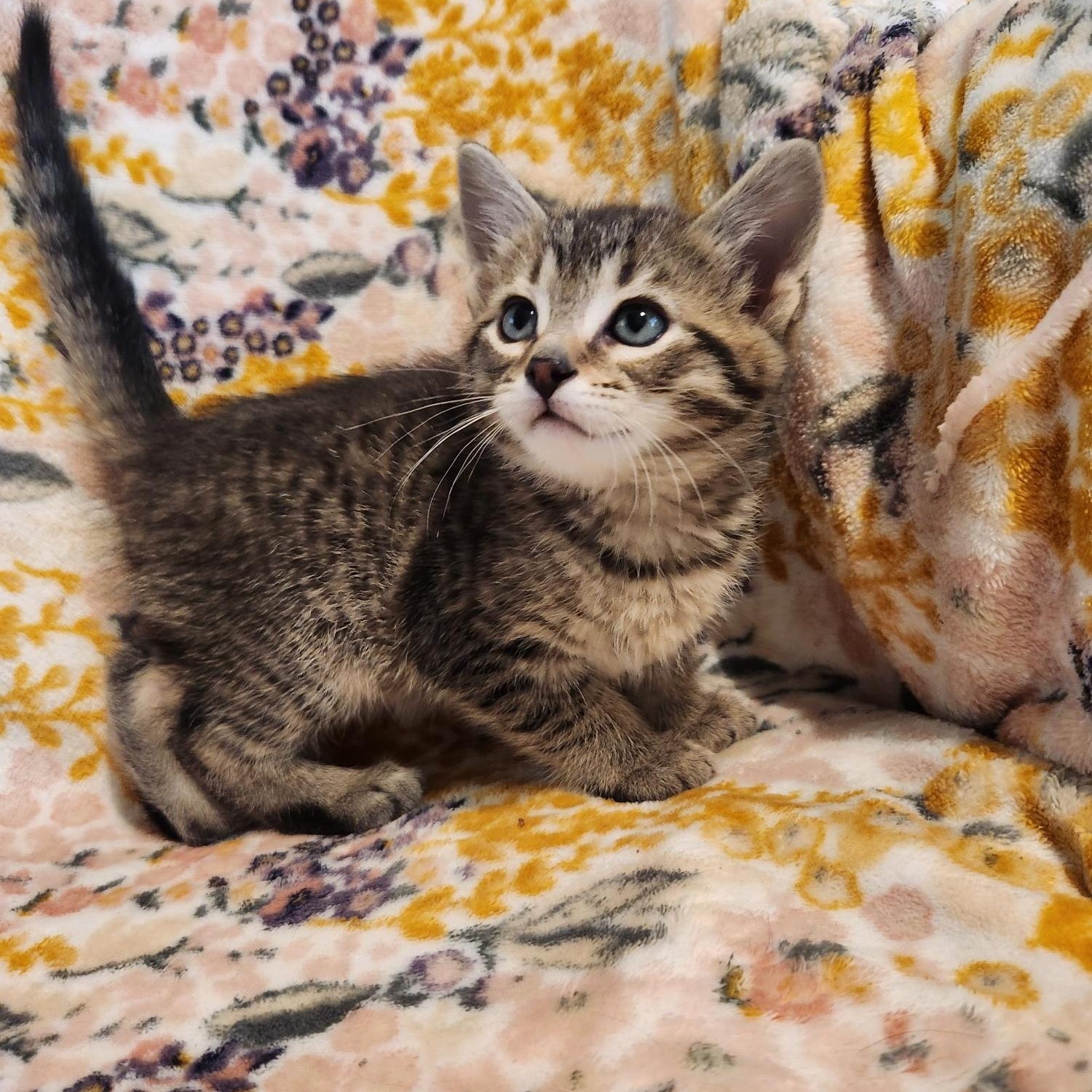 Enlarge Benedict, an adopted Domestic Short Hair in Racine, WI image 2/6