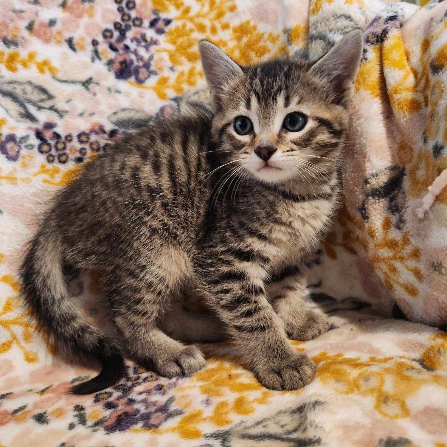 Enlarge Benedict, an adopted Domestic Short Hair in Racine, WI image 4/6