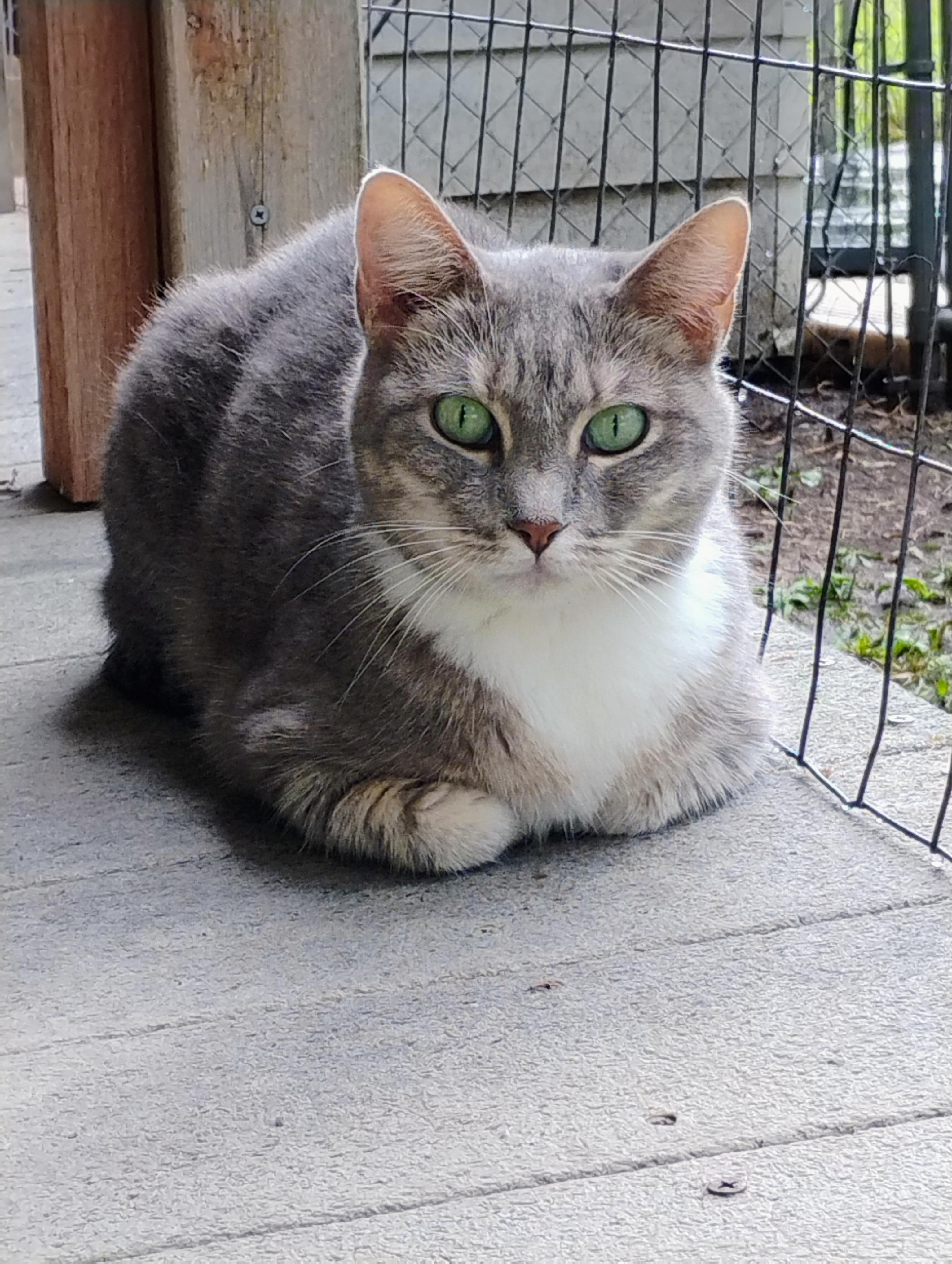 GREY STAR, an adoptable Domestic Short Hair, Tabby in Andover, KS, 67002 | Photo Image 1