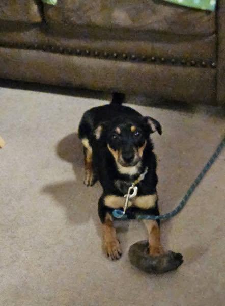 Panini, Adopted, Young Female Miniature Poodle & Rat Terrier.