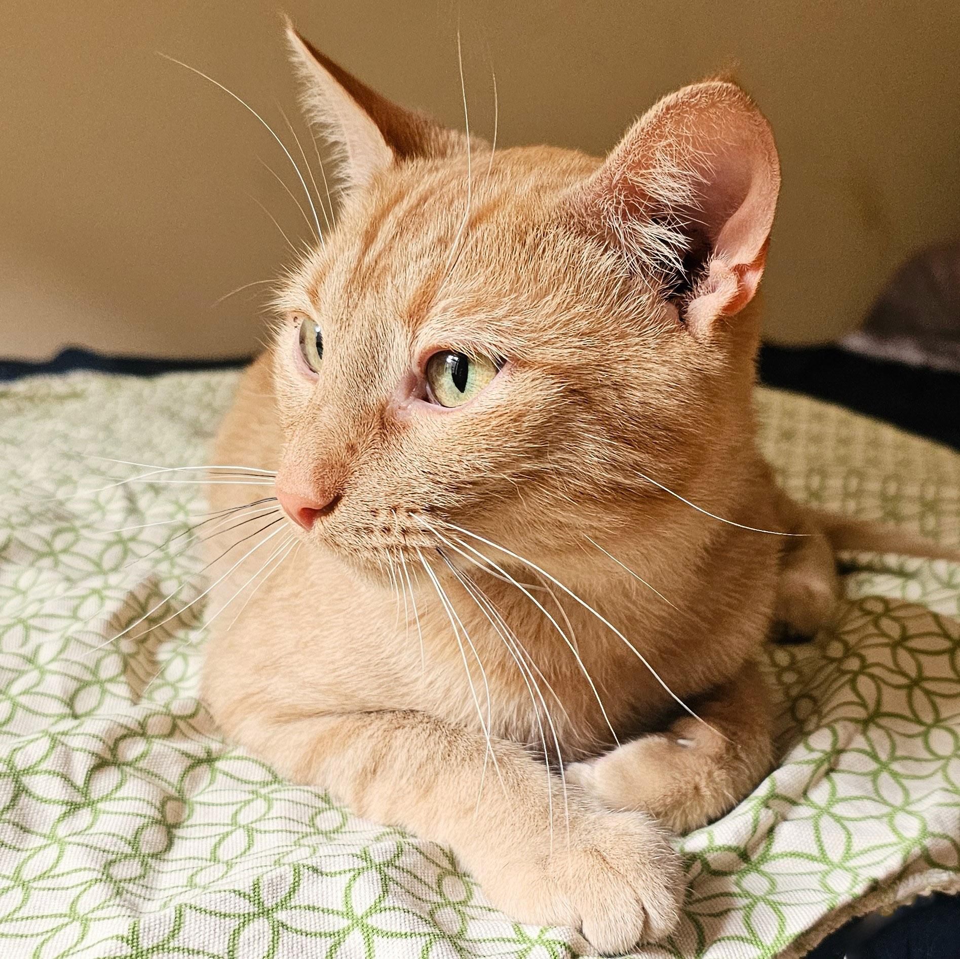 Roberto (Bob), a Adoptable Tabby in Chicago, IL image 6/6