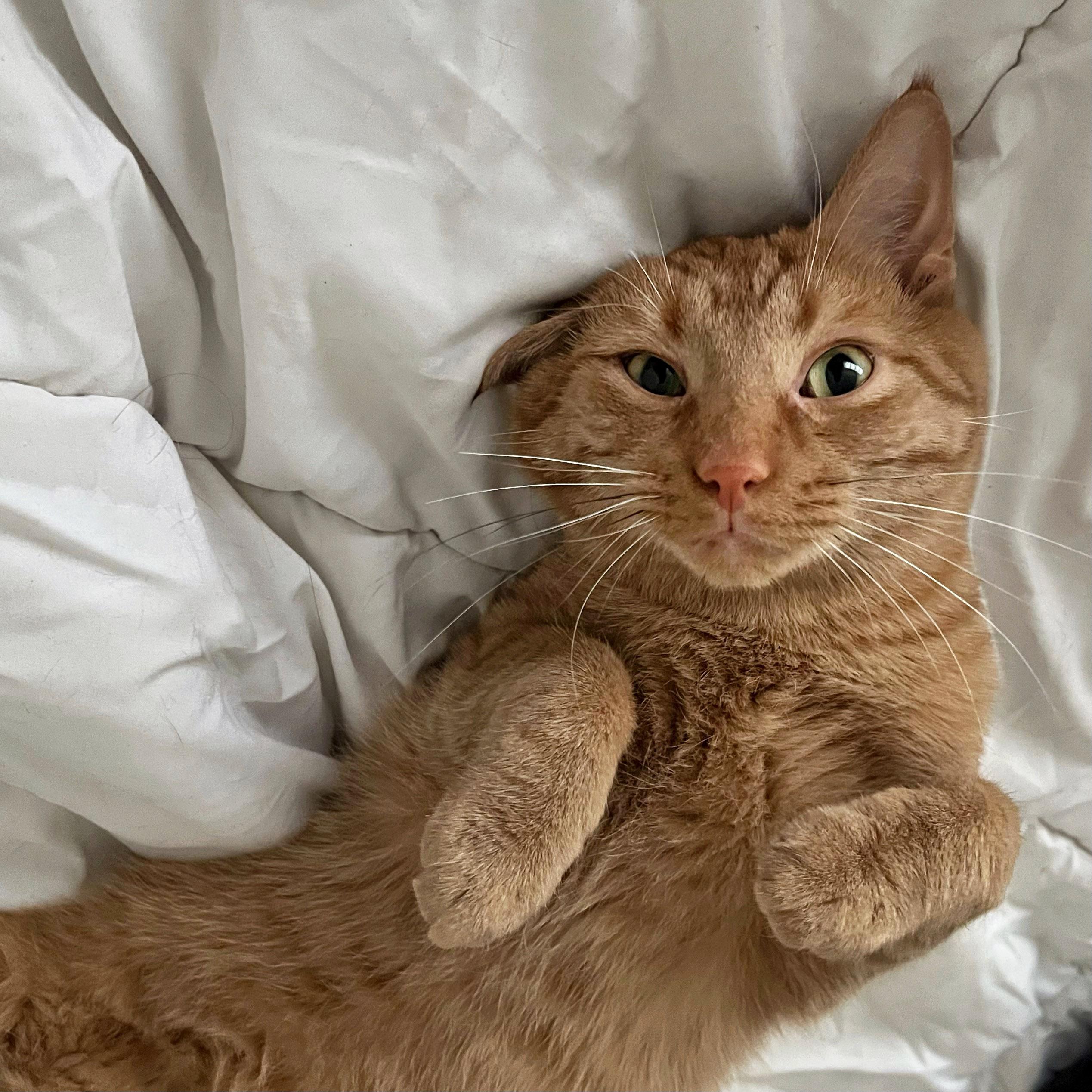 Roberto (Bob), Adoptable, Adult Male Tabby.