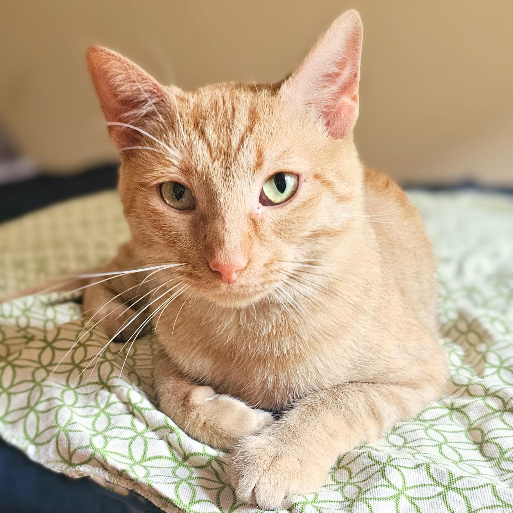 Roberto (Bob), a Adoptable Tabby in Chicago, IL image 3/6
