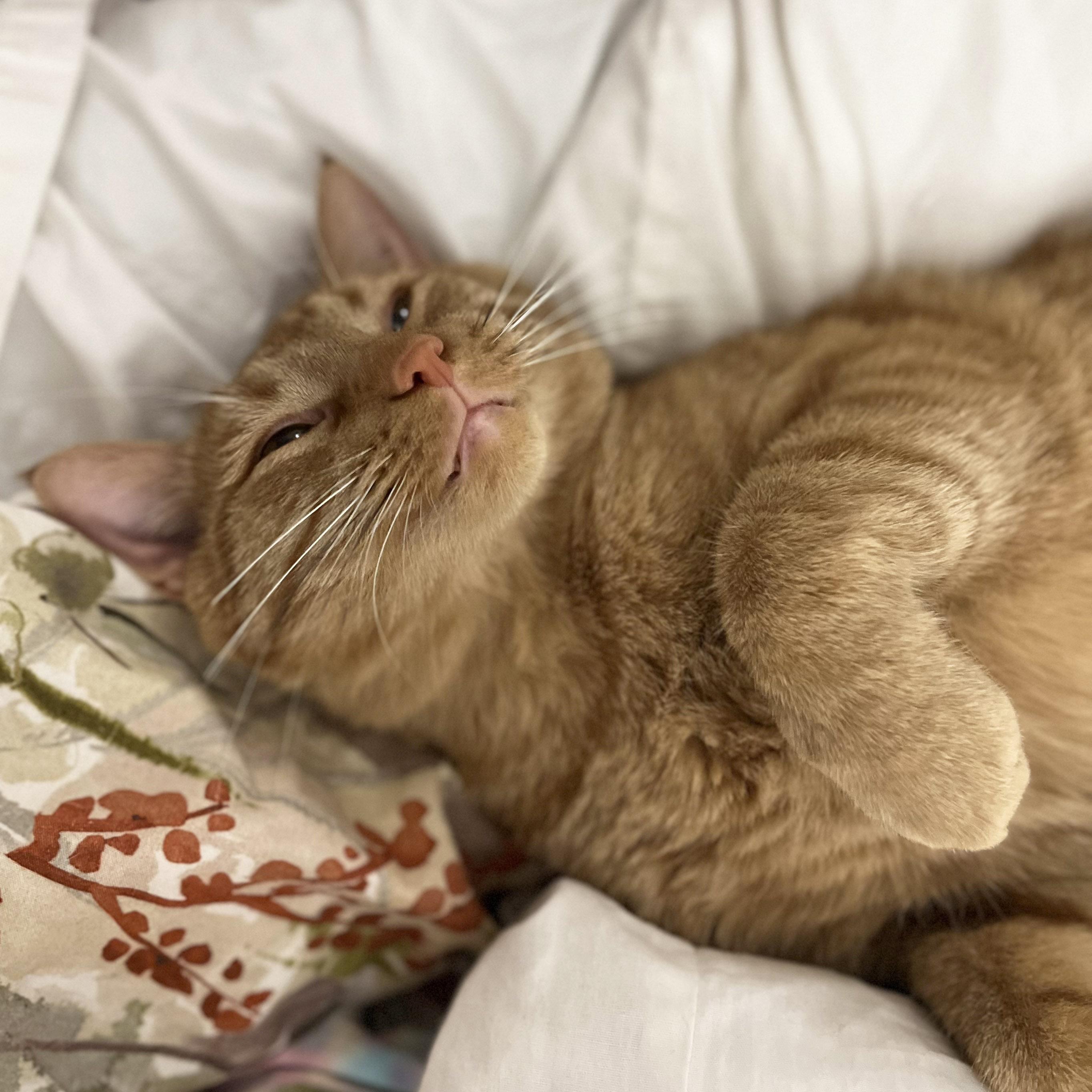 Enlarge Roberto (Bob), a Adoptable Tabby in Chicago, IL image 6/6