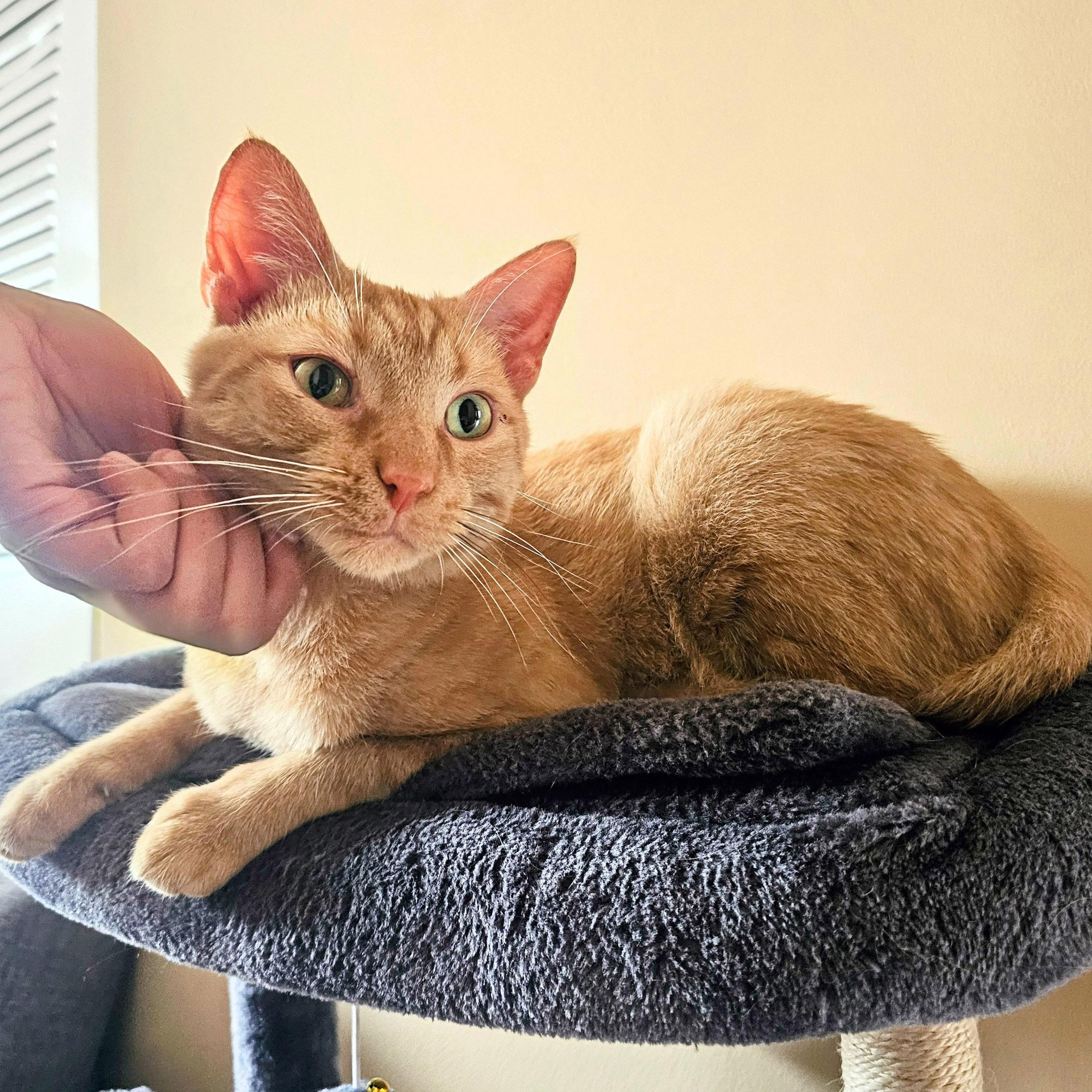 Roberto (Bob), a Adoptable Tabby in Chicago, IL image 4/6
