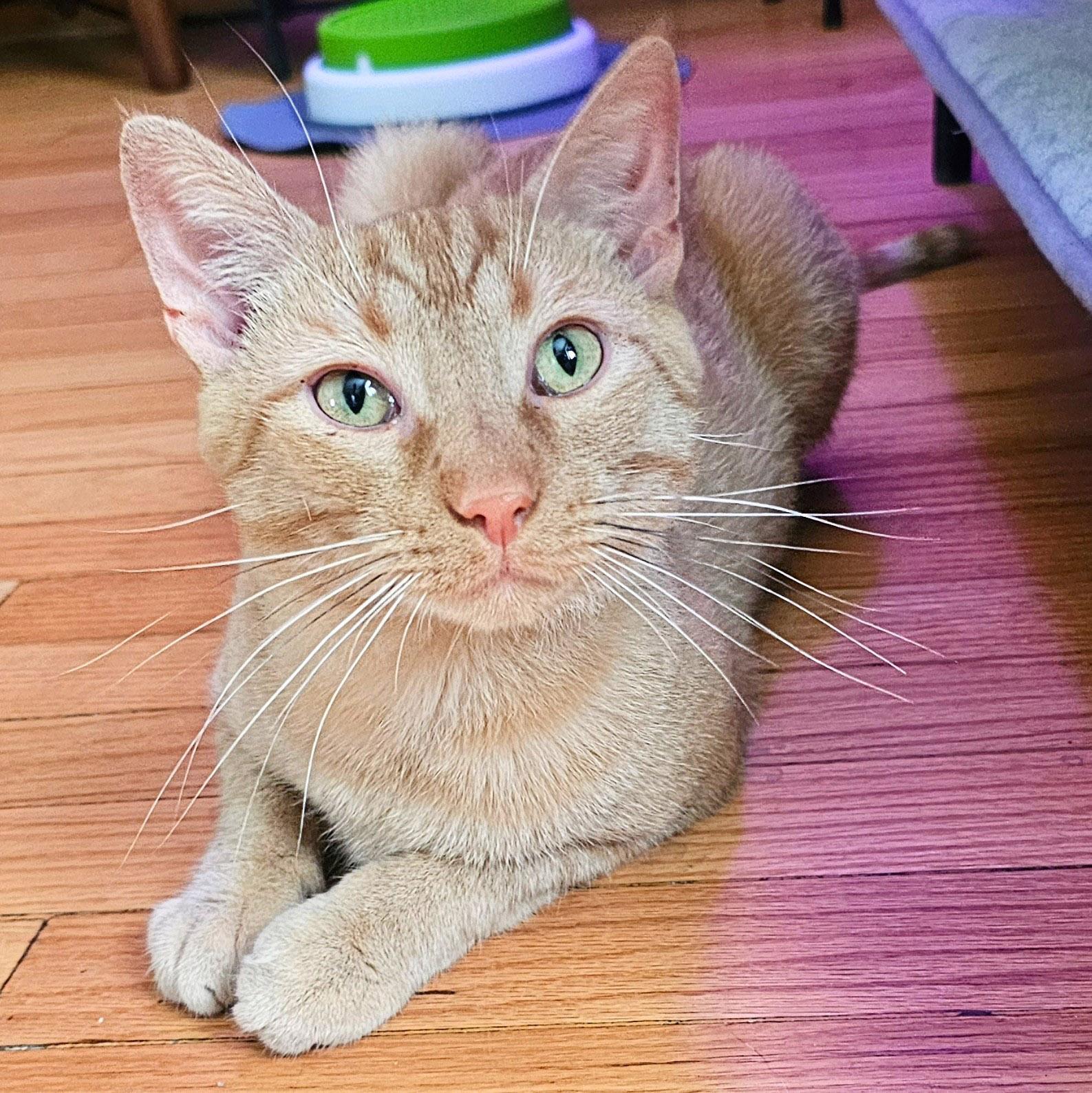 Roberto (Bob), a Adoptable Tabby in Chicago, IL image 5/6