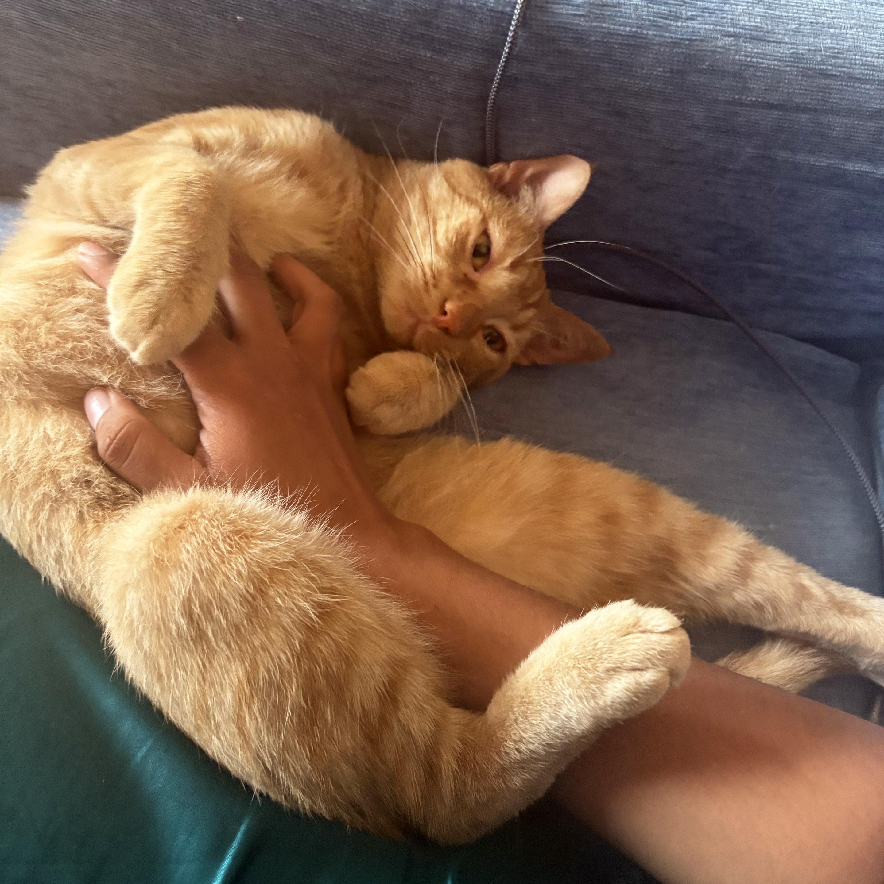 Roberto (Bob), a Adoptable Tabby in Chicago, IL image 1/6