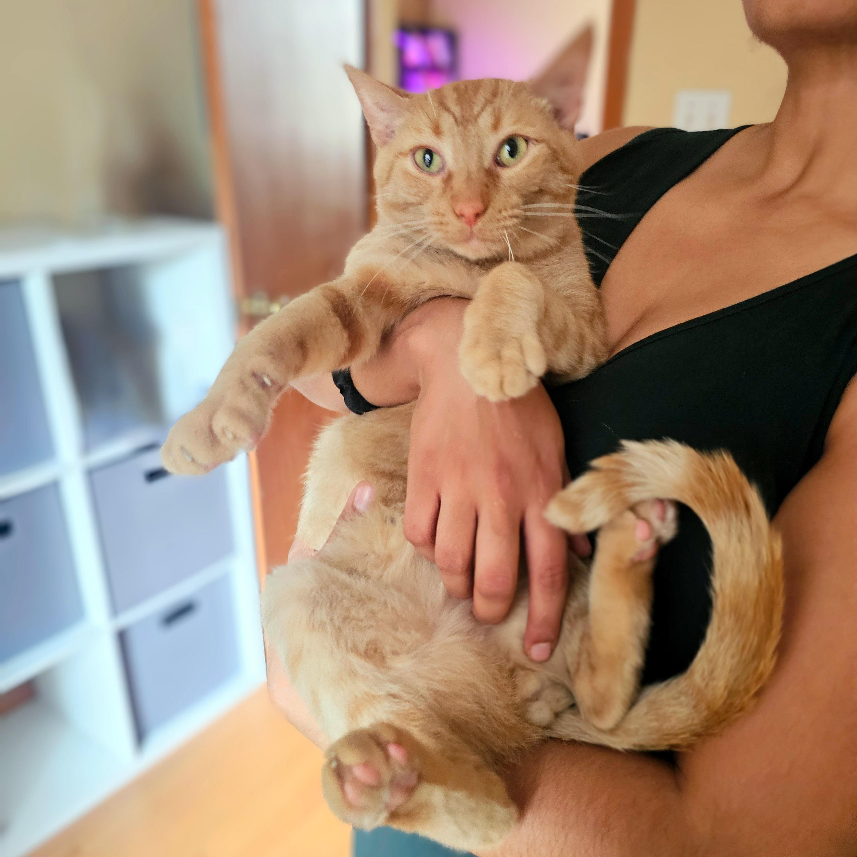 Roberto (Bob), a Adoptable Tabby in Chicago, IL image 2/6