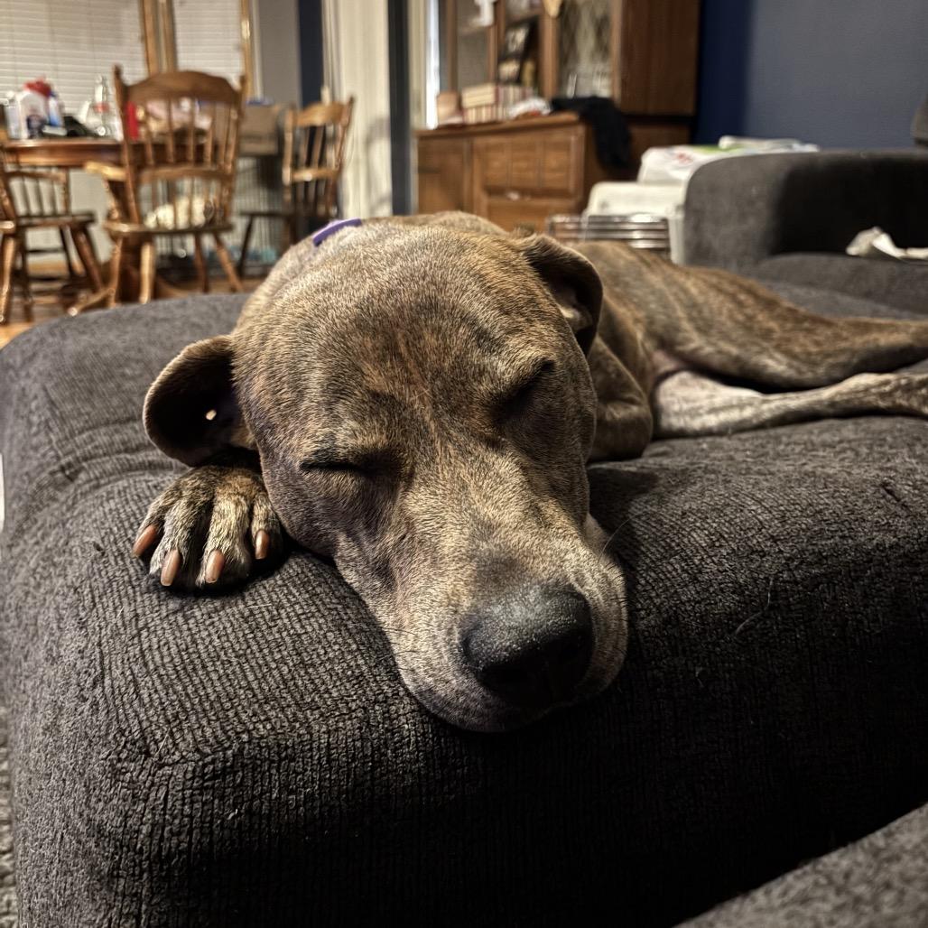 Hera, a Adoptable Pit Bull Terrier in Brainerd, MN image 1/6