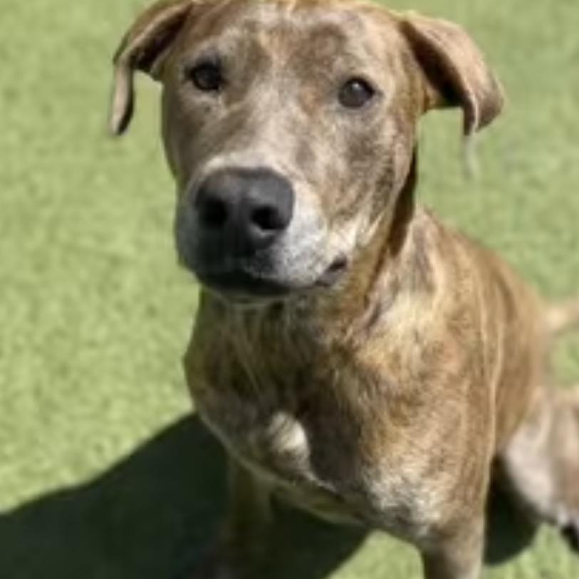 Hera, Adoptable, Adult Female Pit Bull Terrier.