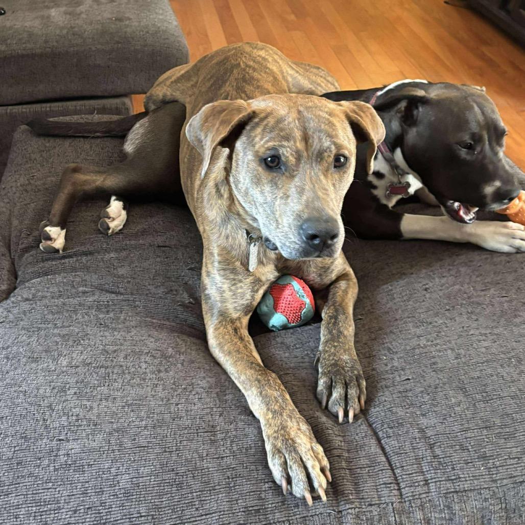 Hera, a Adoptable Pit Bull Terrier in Brainerd, MN image 3/6