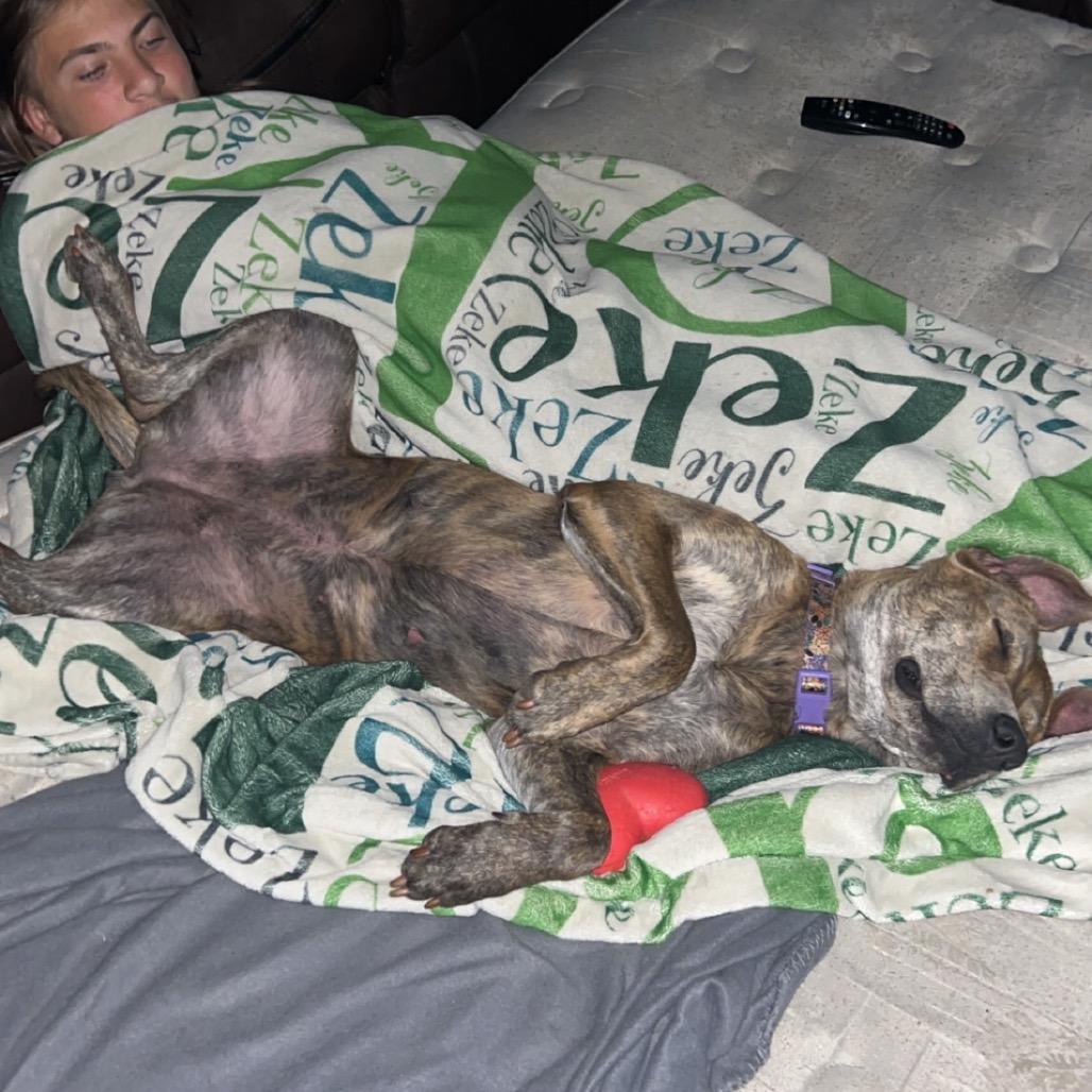 Hera, a Adoptable Pit Bull Terrier in Brainerd, MN image 4/6