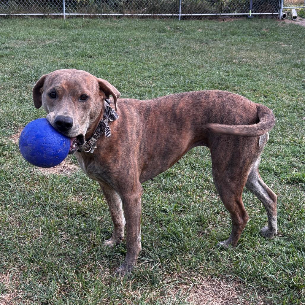 Enlarge Hera, a Adoptable Pit Bull Terrier in Sauk Rapids, MN image 2/6