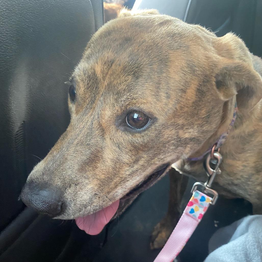 Hera, a Adoptable Pit Bull Terrier in Brainerd, MN image 5/6