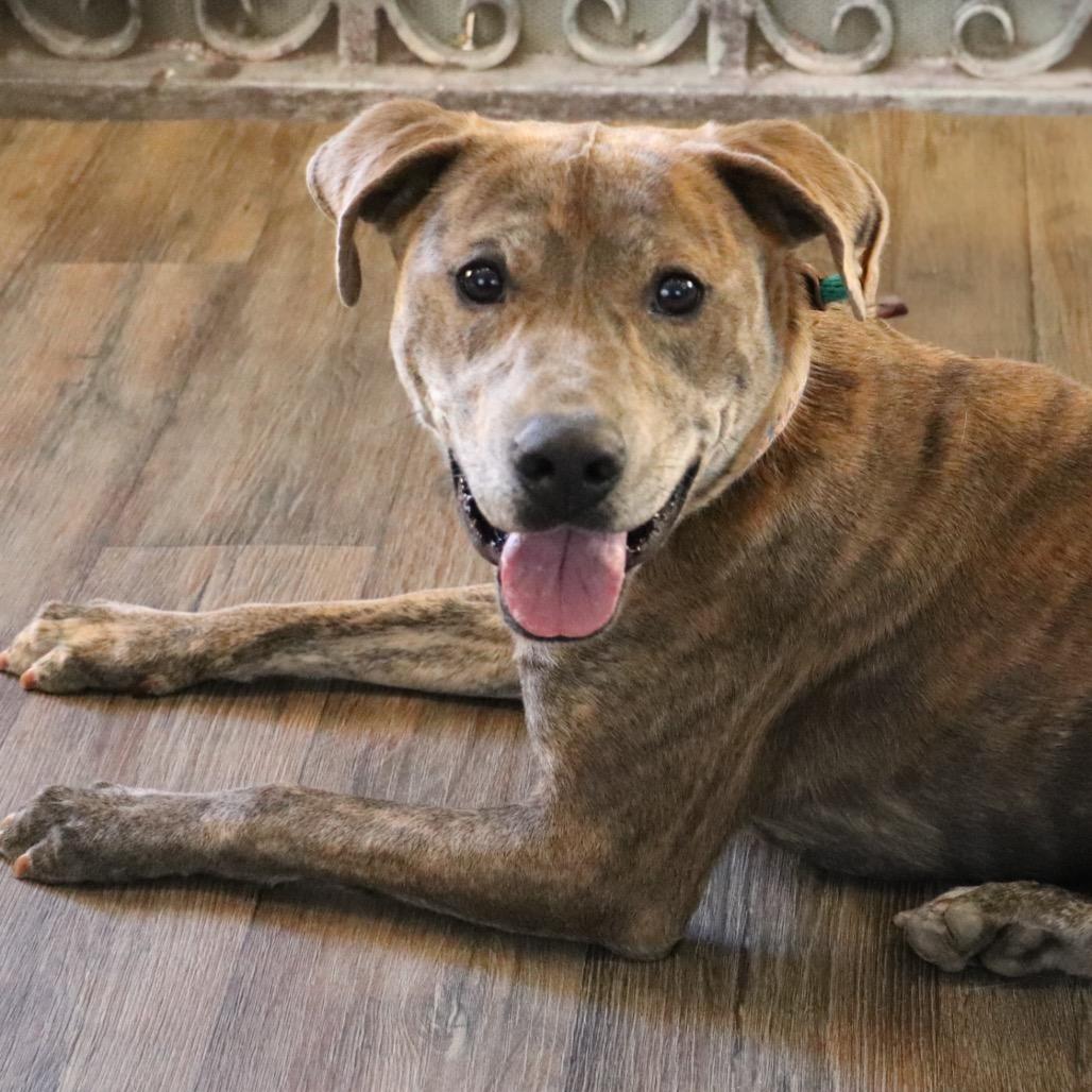 Hera, a Adoptable Pit Bull Terrier in Brainerd, MN image 6/6