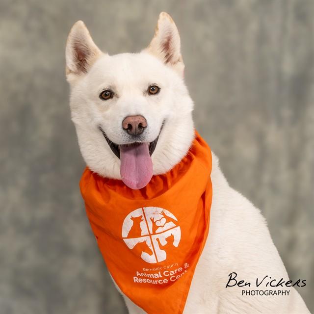 Enlarge LITO, a Adoptable mixed breed in Albuquerque, NM image 1/1