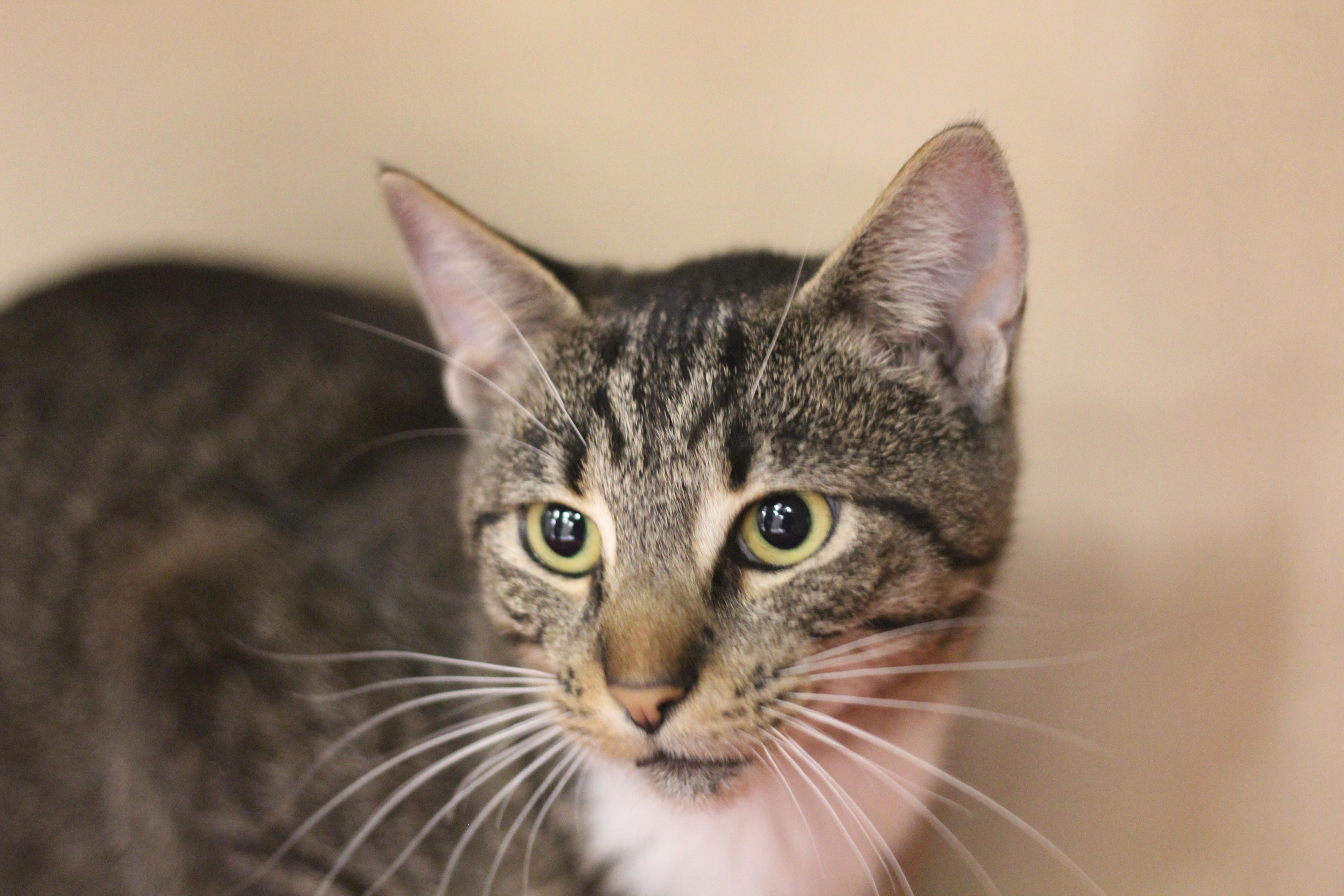 Margie, adoptable, Adult Female Domestic Short Hair.