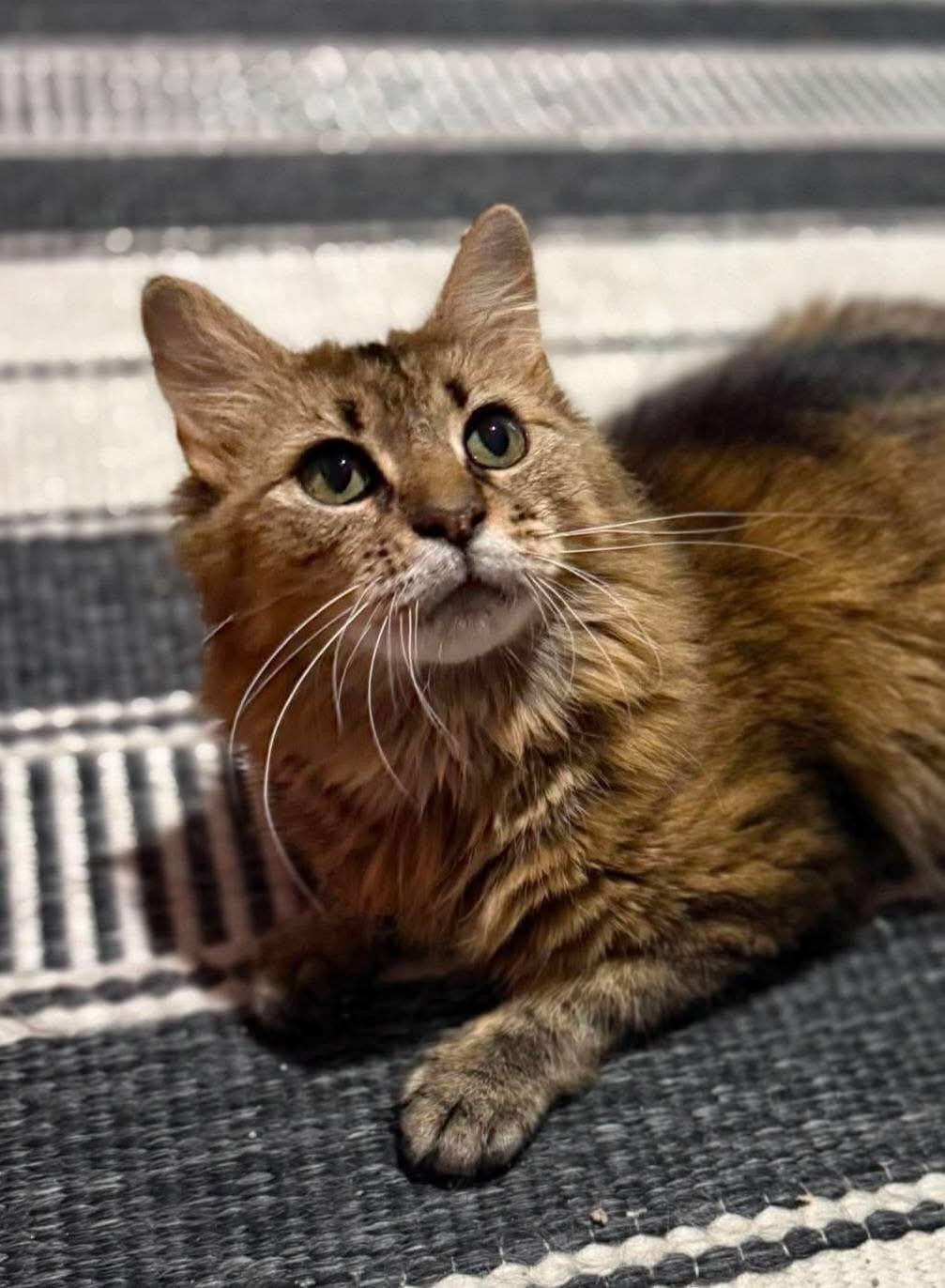 Momma Maple, a ADOPTABLE mixed breed in Saginaw, MI image 2/2