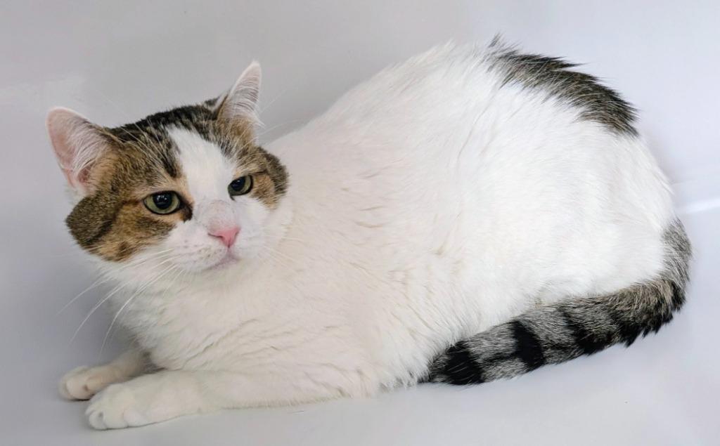 Enlarge Elsa, a Adoptable mixed breed in Peoria, AZ image 1/1