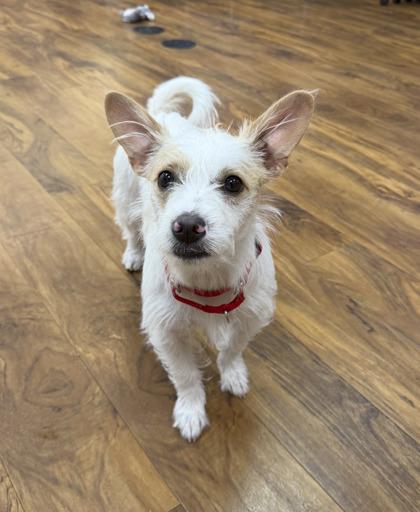 Enlarge Shallan, a Adoptable mixed breed in Pleasanton, CA image 2/3