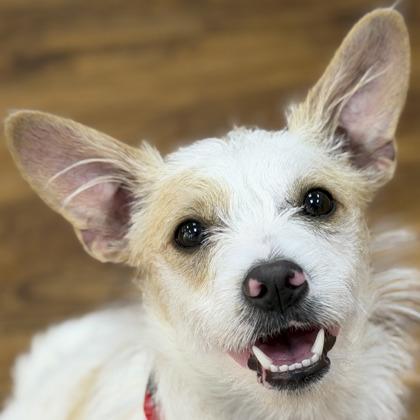 Shallan, Adoptable, Puppy Female Mixed Breed & Mixed Breed.