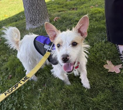 Enlarge Shallan, a Adoptable mixed breed in Pleasanton, CA image 3/3