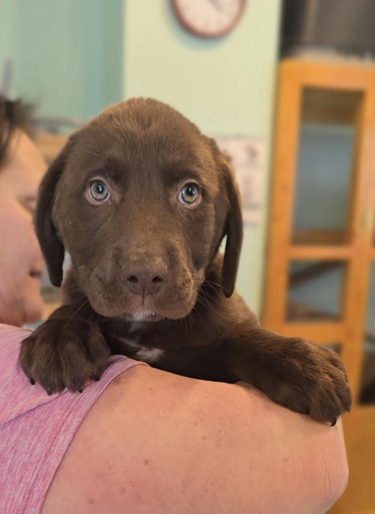 Enlarge Twyla, a Adoptable Labrador Retriever in Athens, OH image 1/1