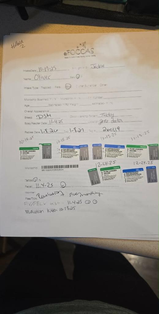 Enlarge Oliver, a Adopted mixed breed in Crossville, TN image 2/6