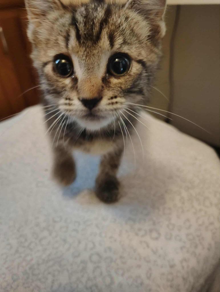 Enlarge Oliver, a Adopted mixed breed in Crossville, TN image 4/6