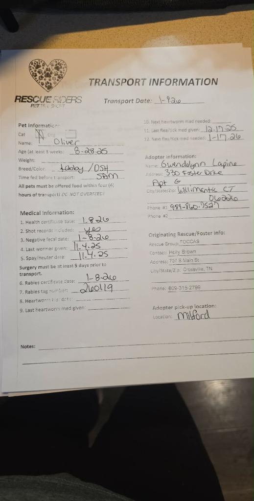 Enlarge Oliver, a Adopted mixed breed in Crossville, TN image 6/6