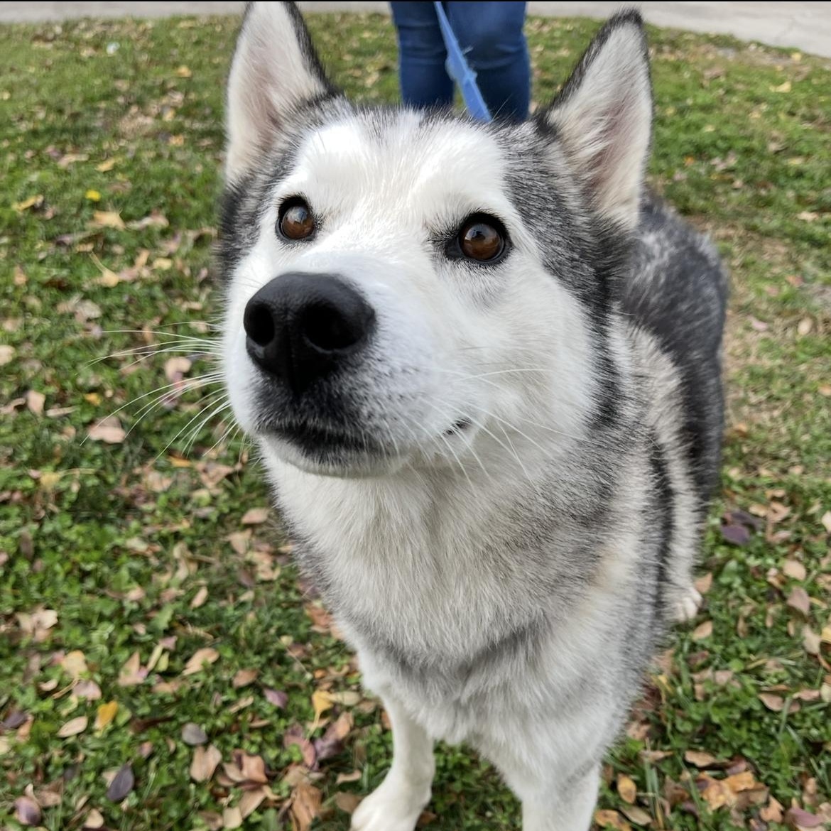 Tundra, a Adoptable mixed breed in Monroe, OH image 2/4