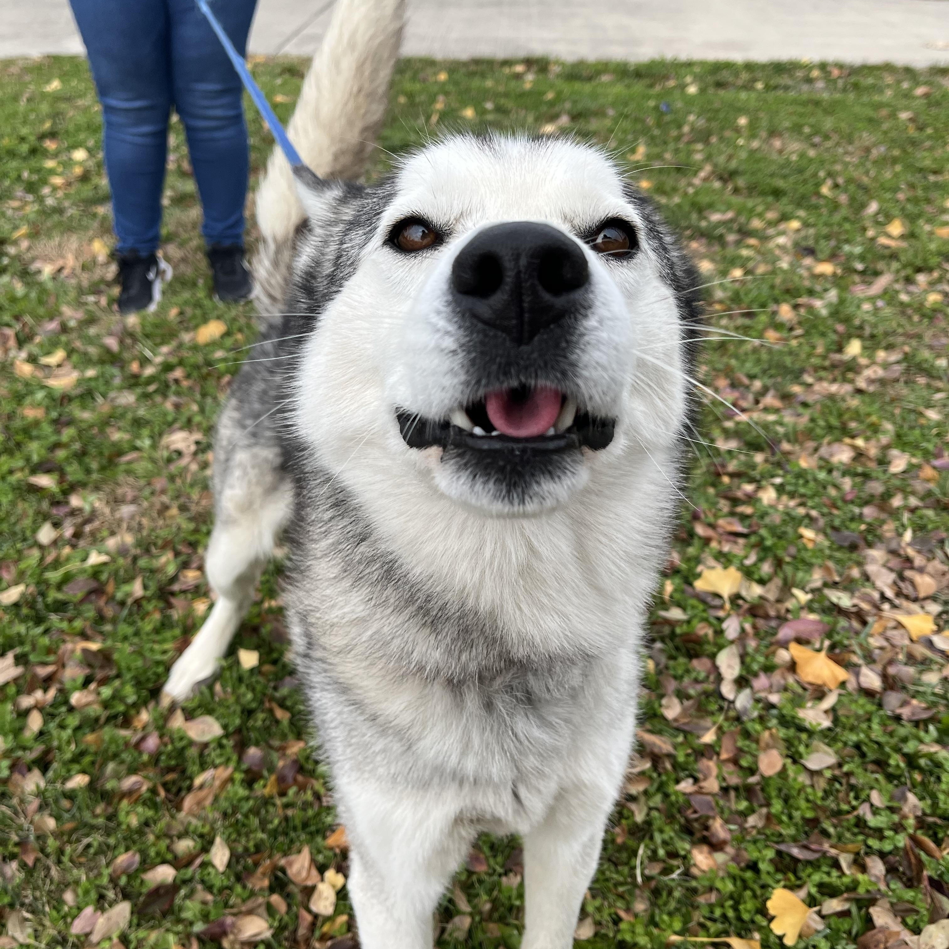 Tundra, a Adoptable mixed breed in Monroe, OH image 4/4