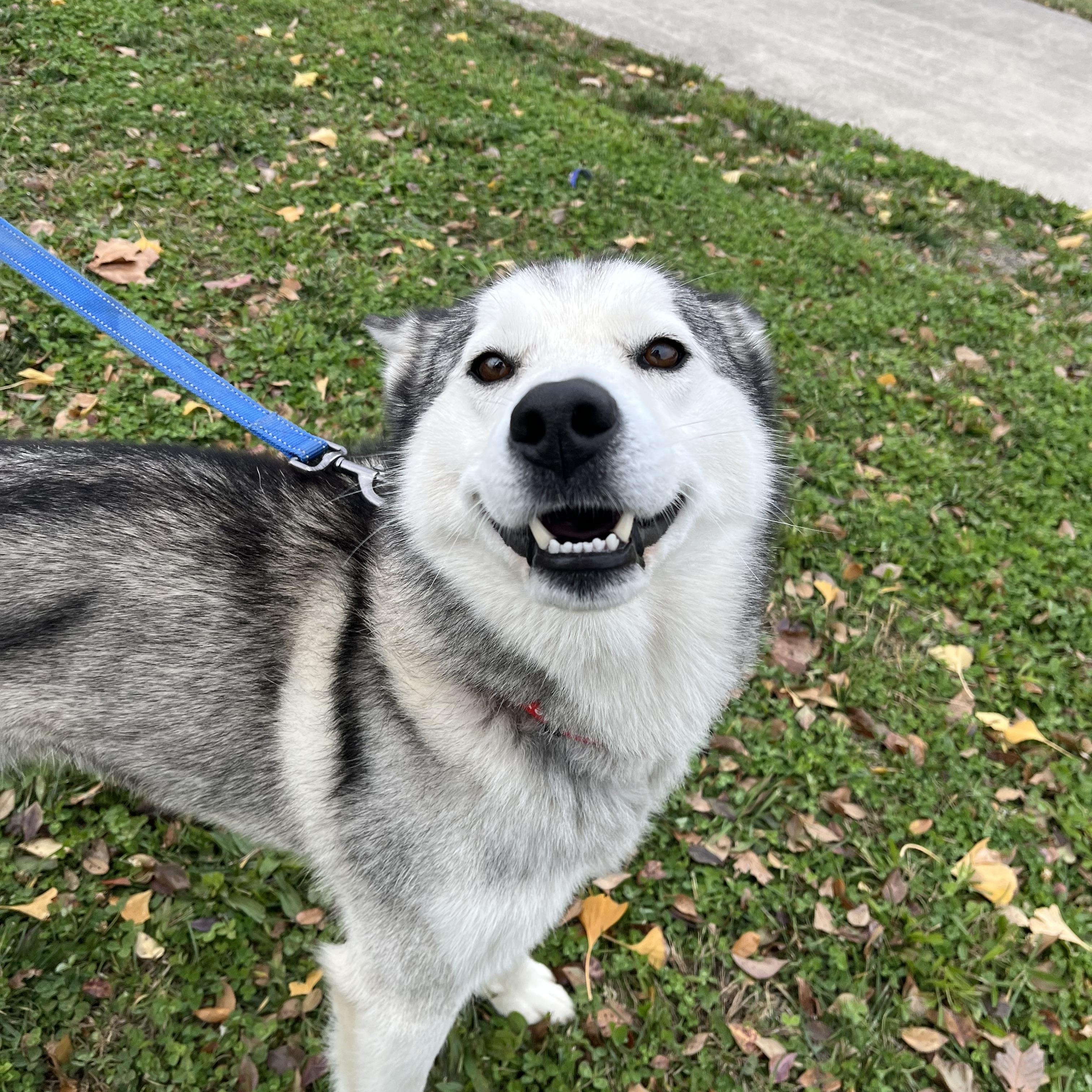Tundra, a Adoptable mixed breed in Monroe, OH image 3/4