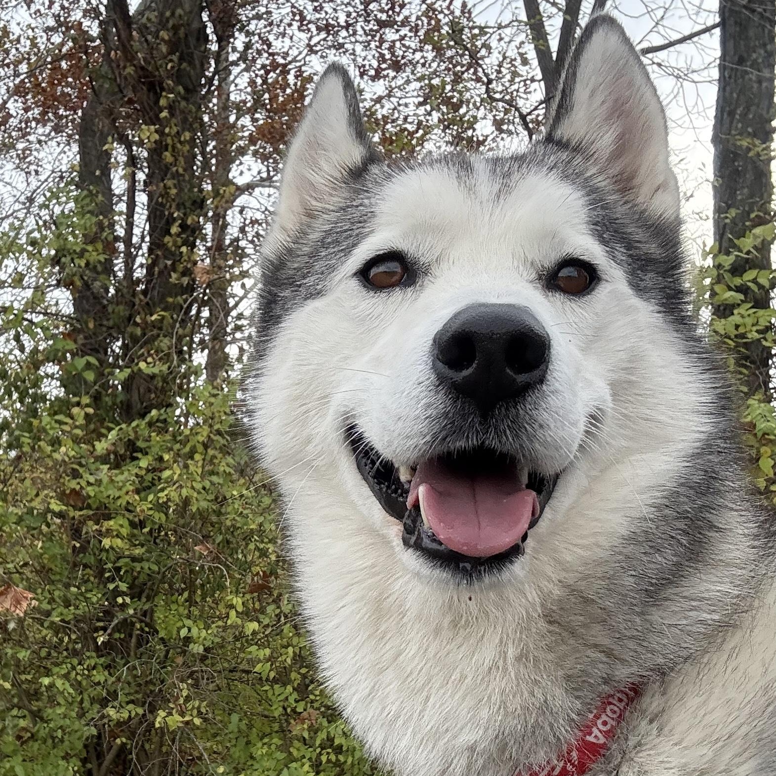 Tundra, a Adoptable mixed breed in Monroe, OH image 1/4