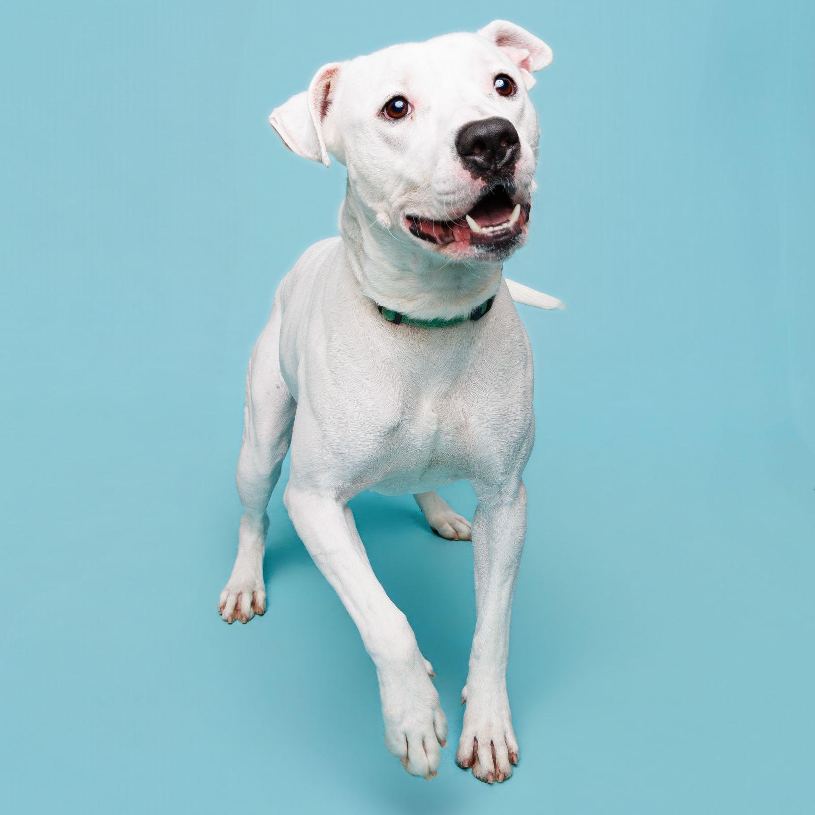 Pupsicle, a ADOPTABLE mixed breed in Waterloo, IA image 1/3