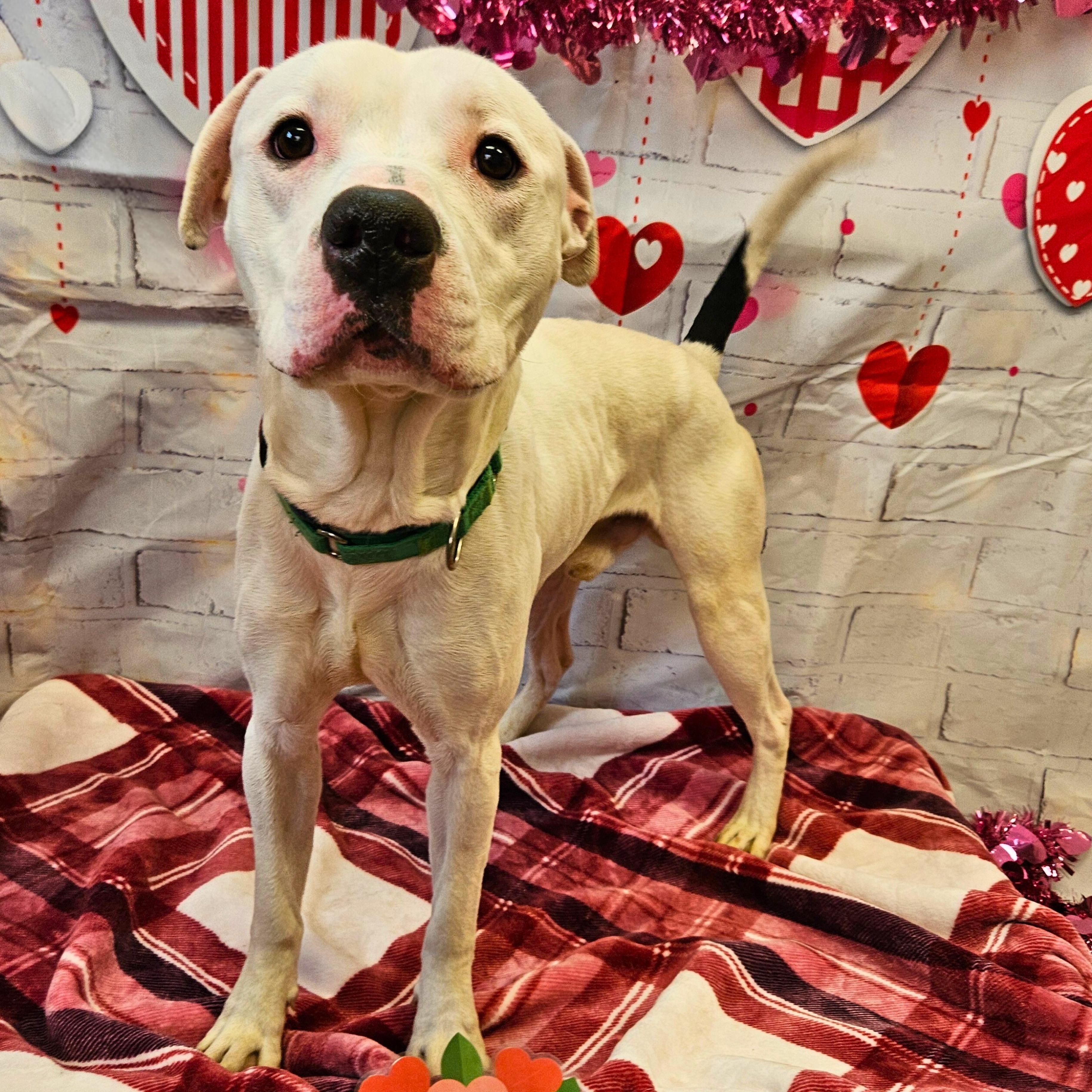 Pupsicle, a ADOPTABLE mixed breed in Waterloo, IA image 2/4