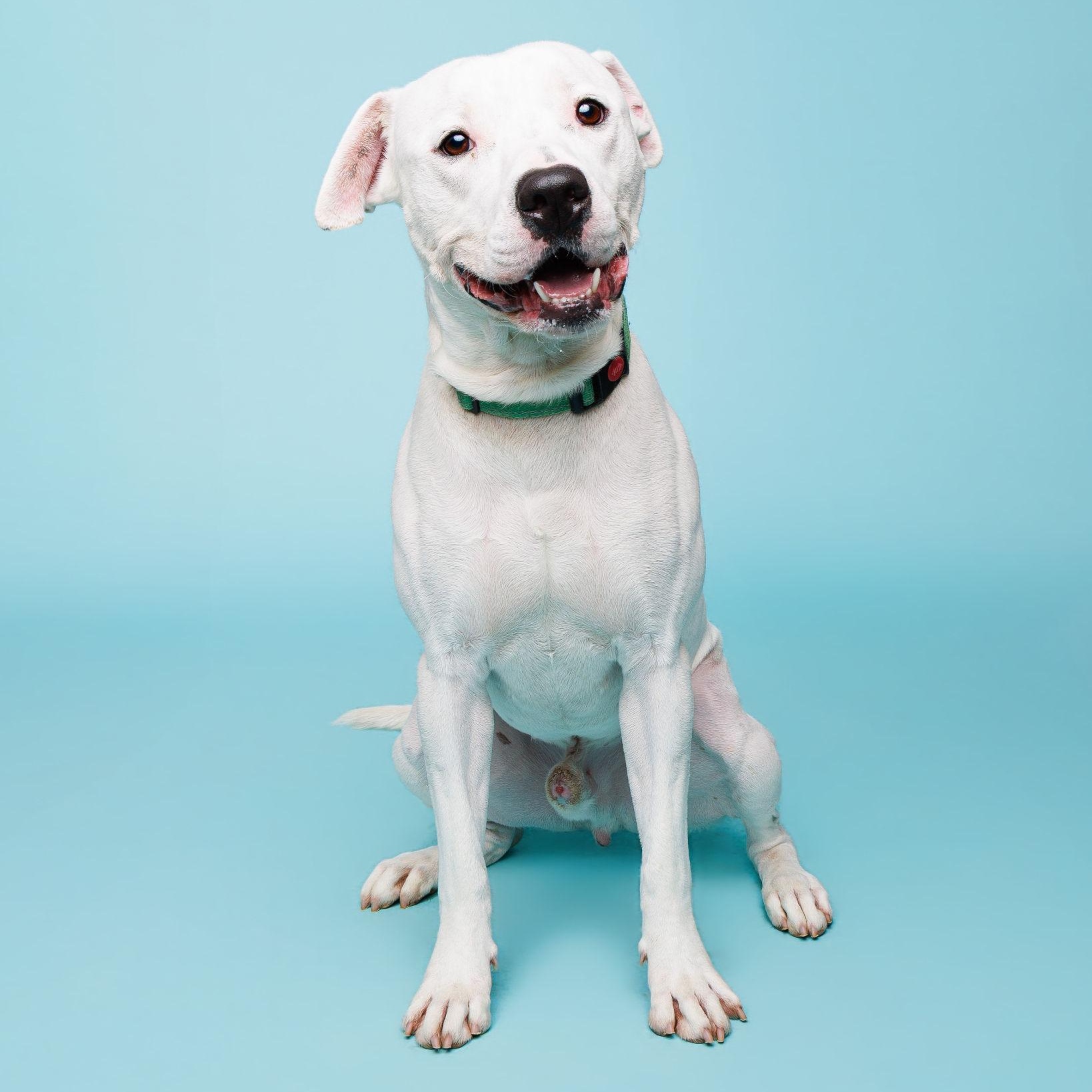 Pupsicle, a ADOPTABLE mixed breed in Waterloo, IA image 3/3