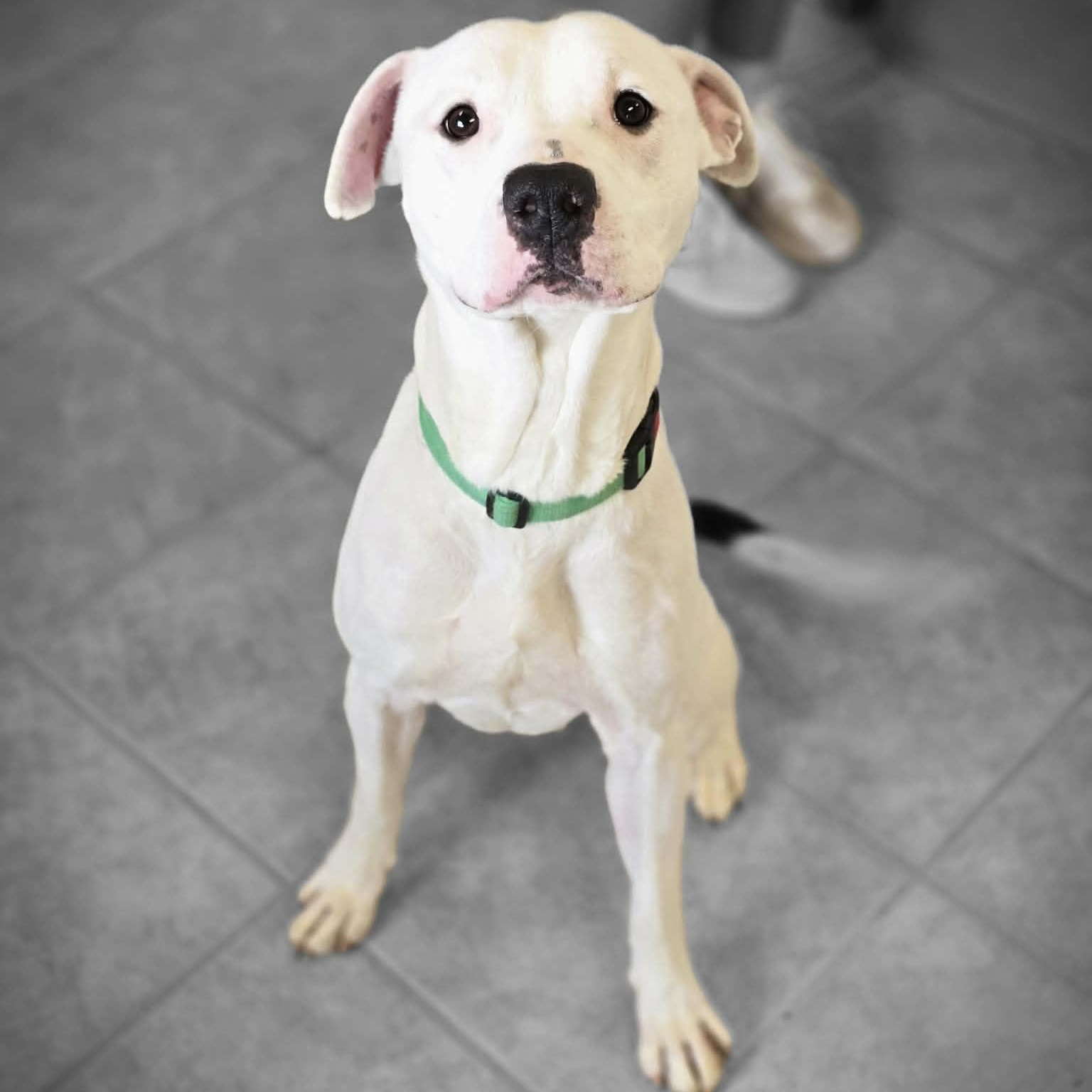 Pupsicle, a ADOPTABLE mixed breed in Waterloo, IA image 3/4
